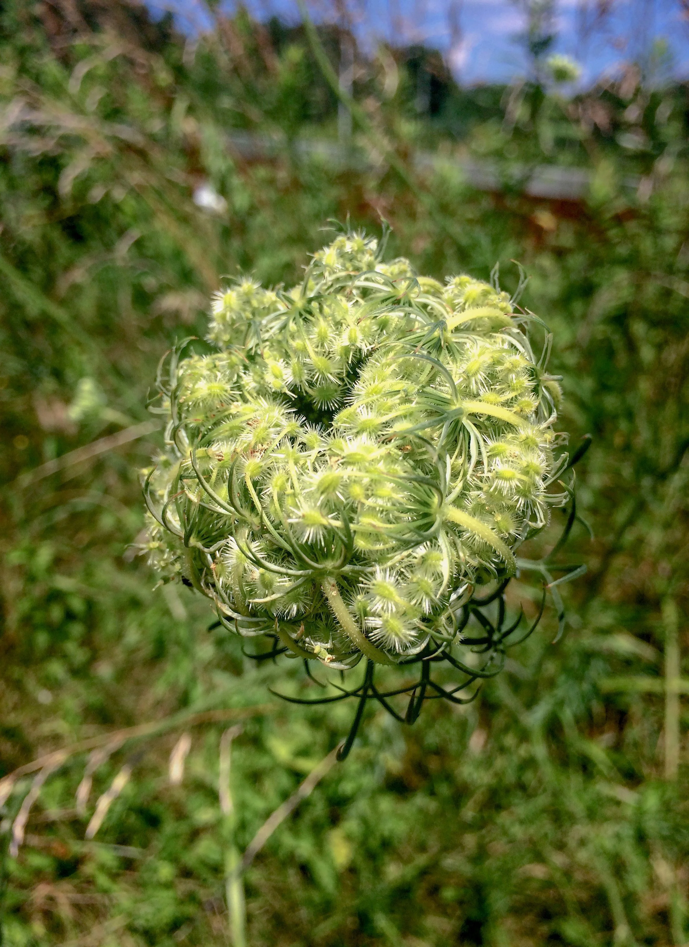 Queen Anne's Lace Blossom.