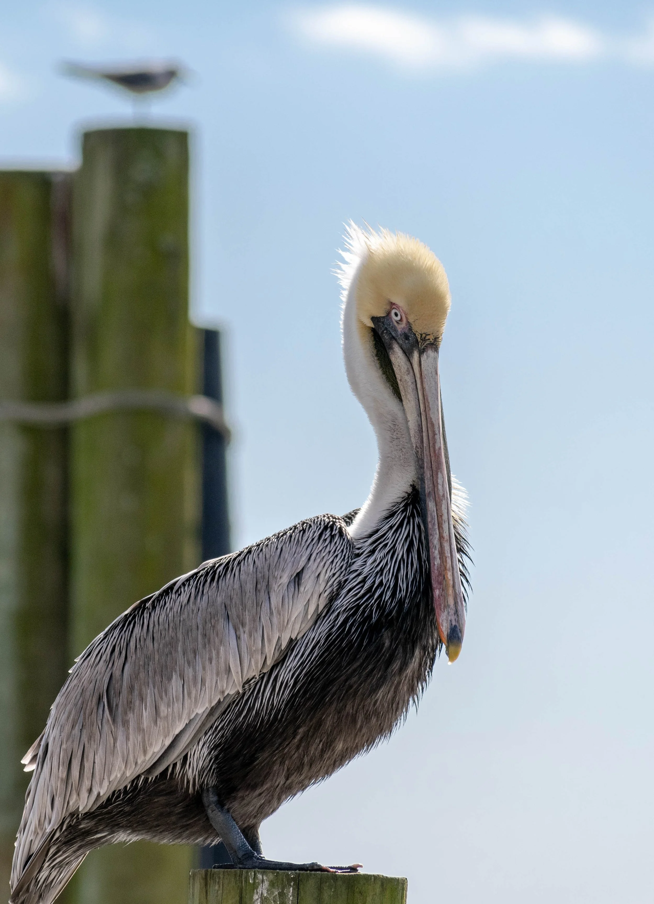 Pelican Stands on Post in Southport, N.C.