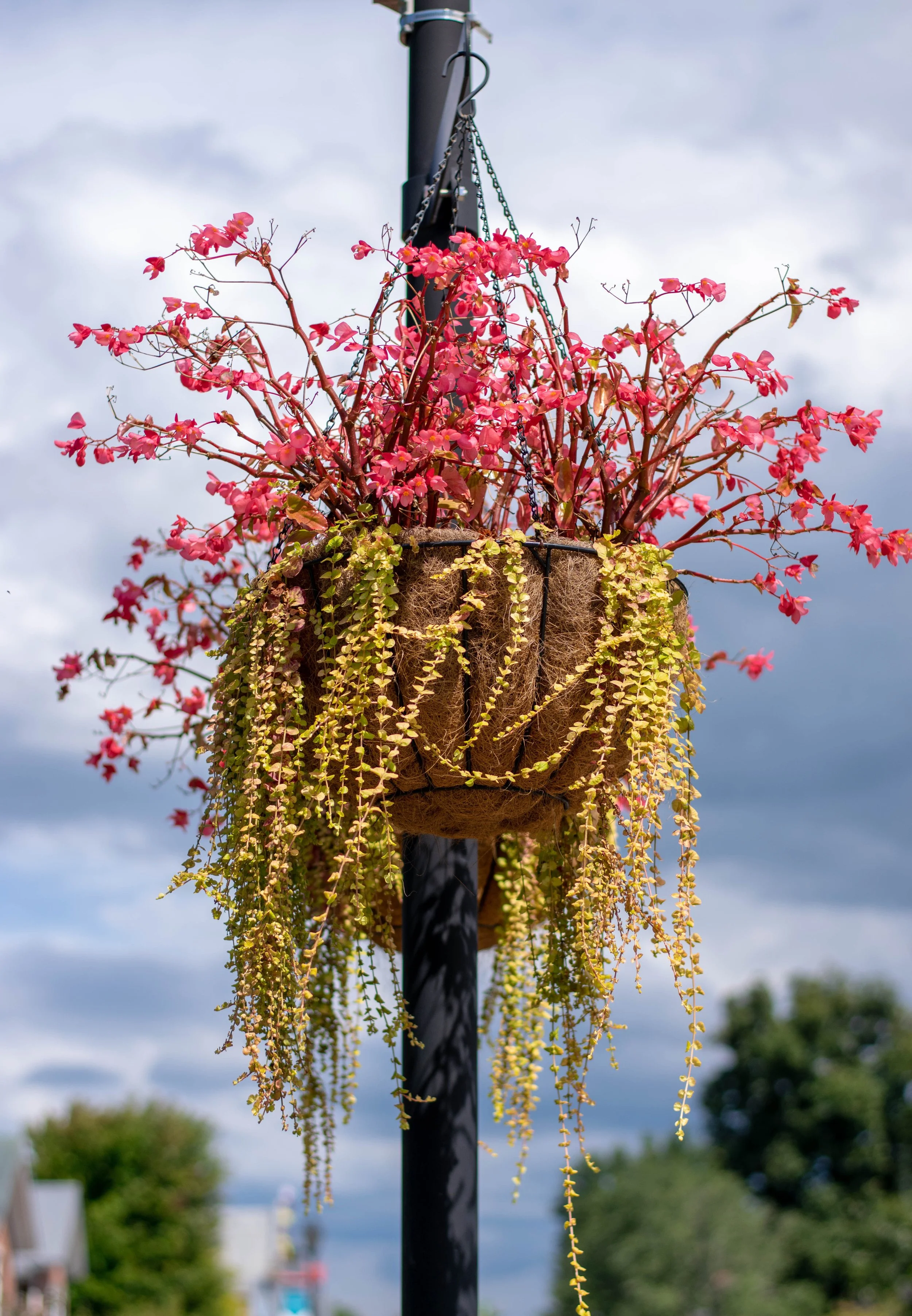 A Blossoming Flower Basket in Abingdon, VA.