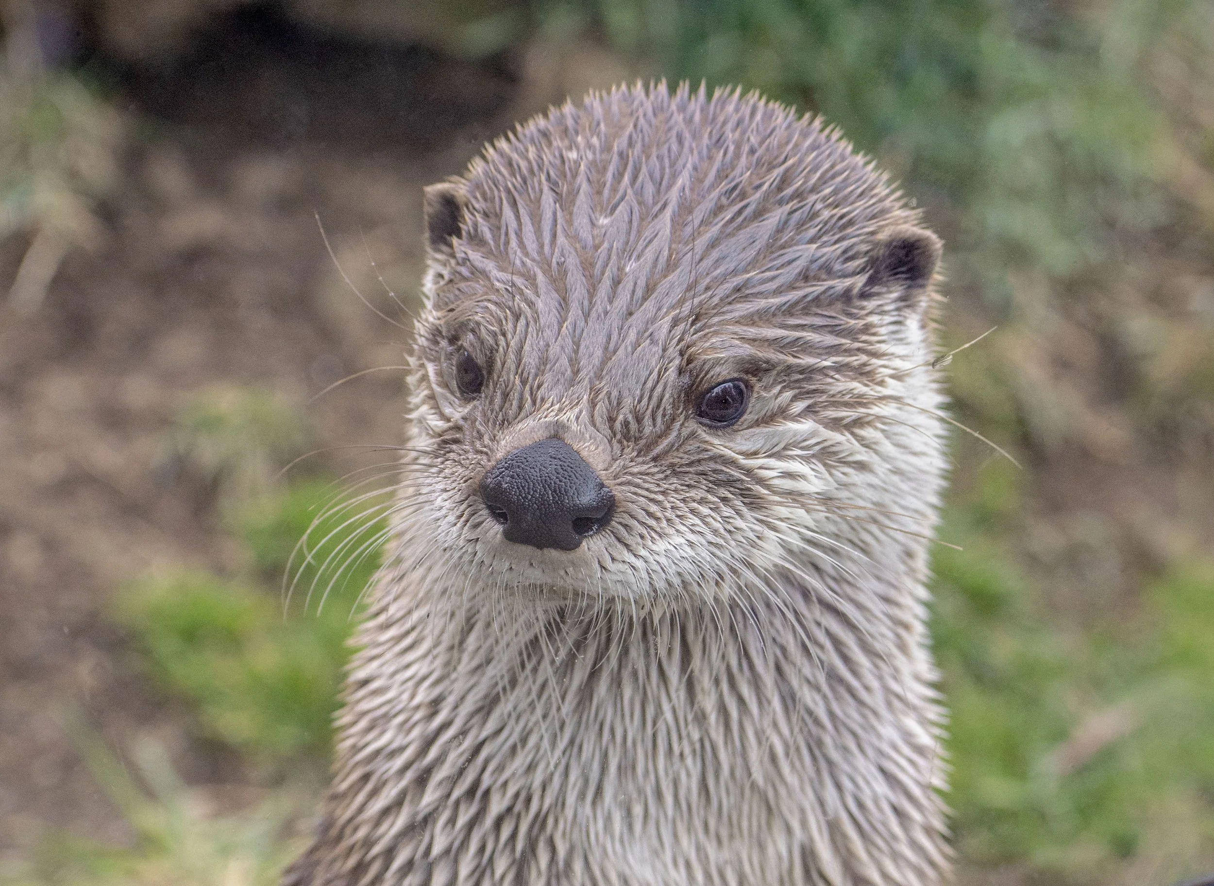 Otter at the Grandfather Mountain Wildlife Habitat.