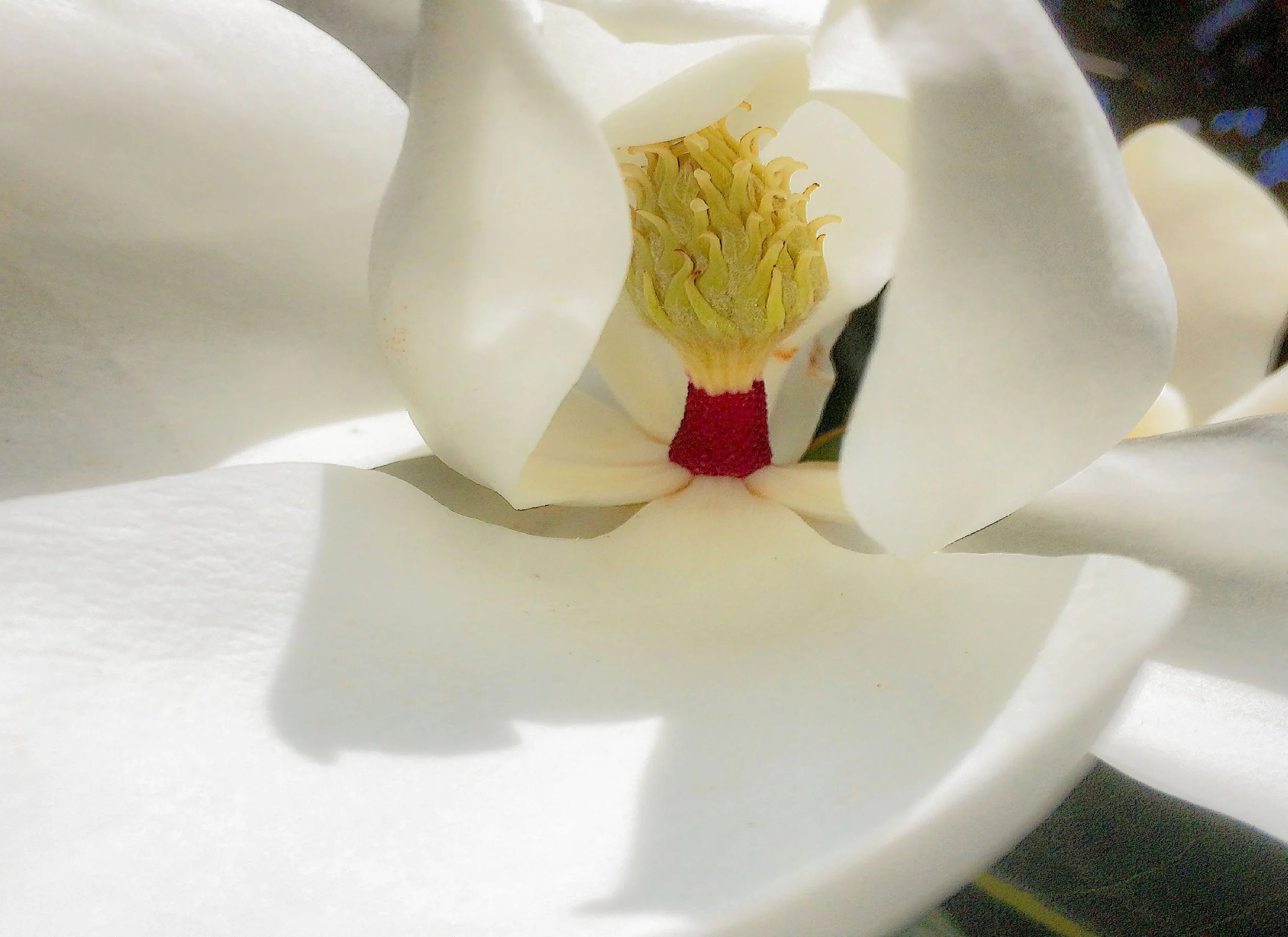 Magnolia Blossom.