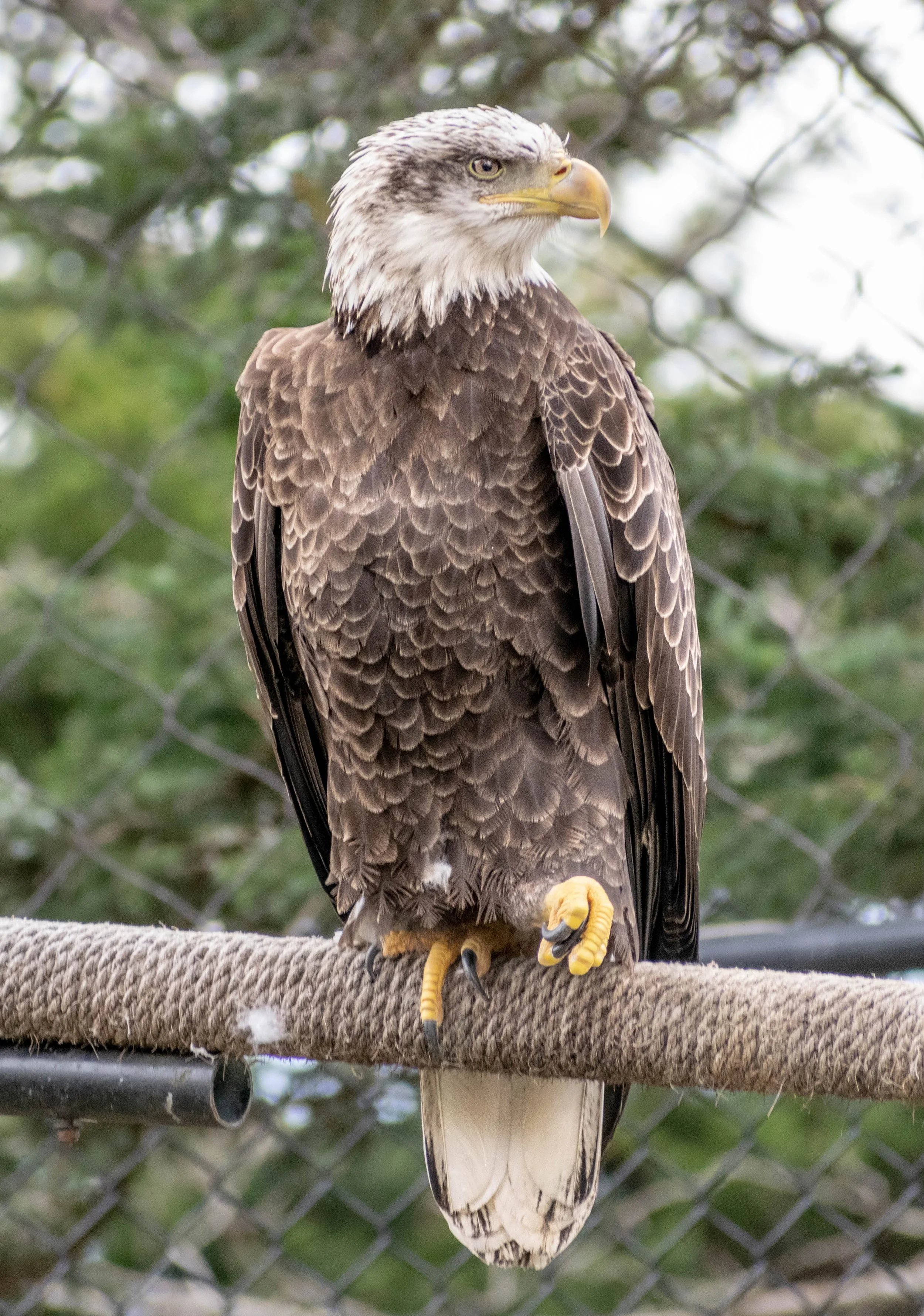 Eagle at the Grandfather Mountain Wildlife Habitat.