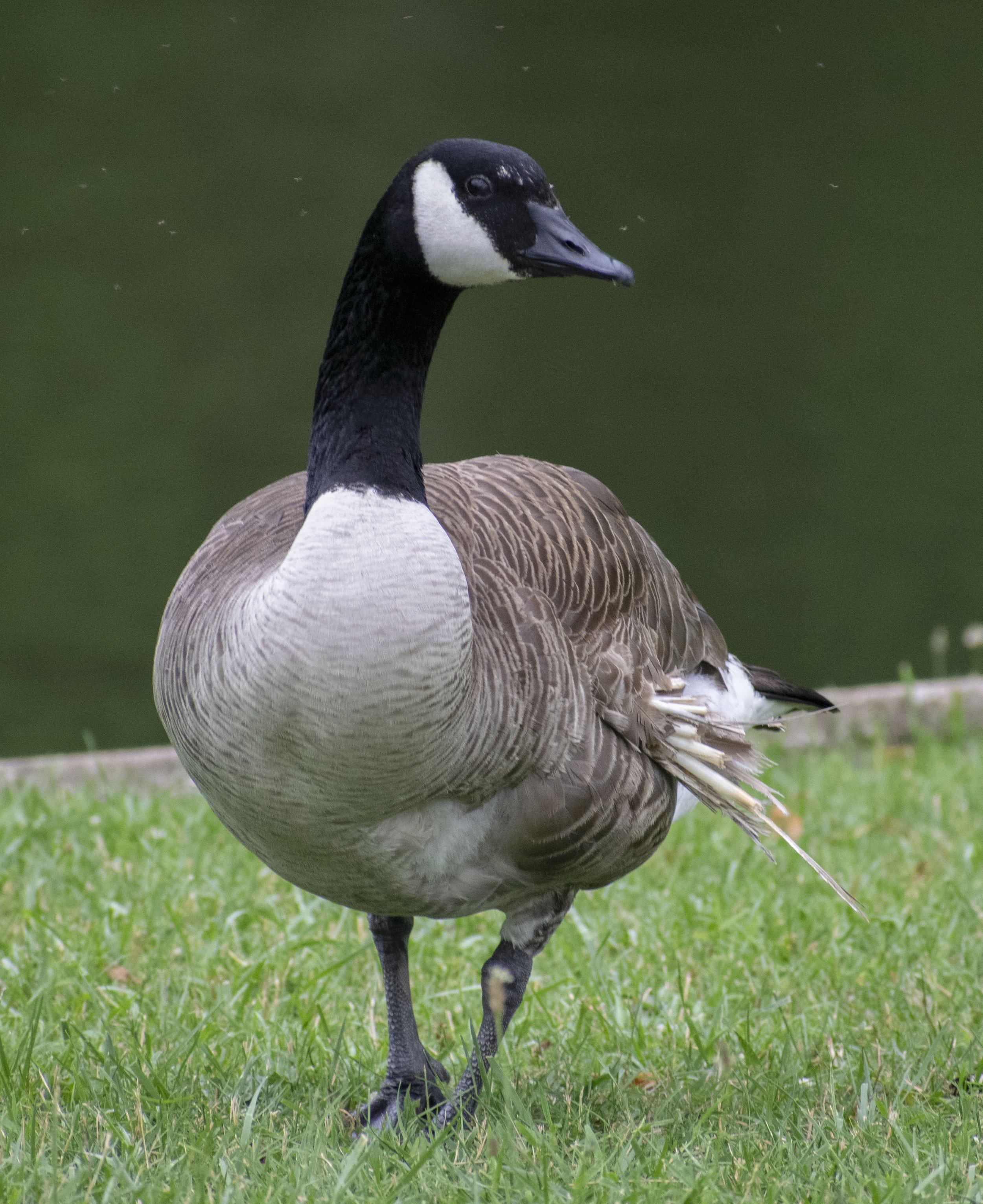 A Goose with Ruffled Feathers.