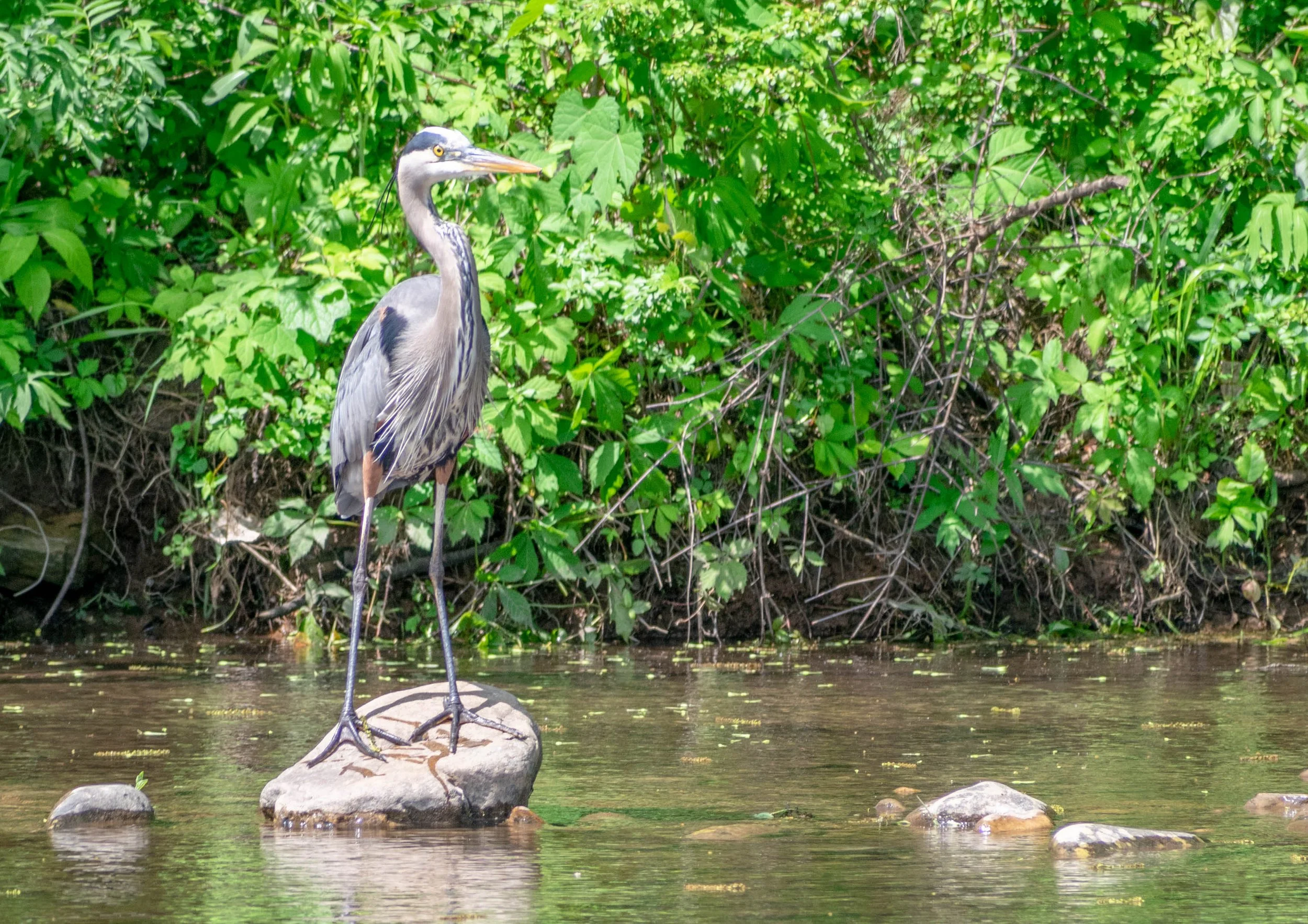 Heron Sits on Rock in Damascus, VA.