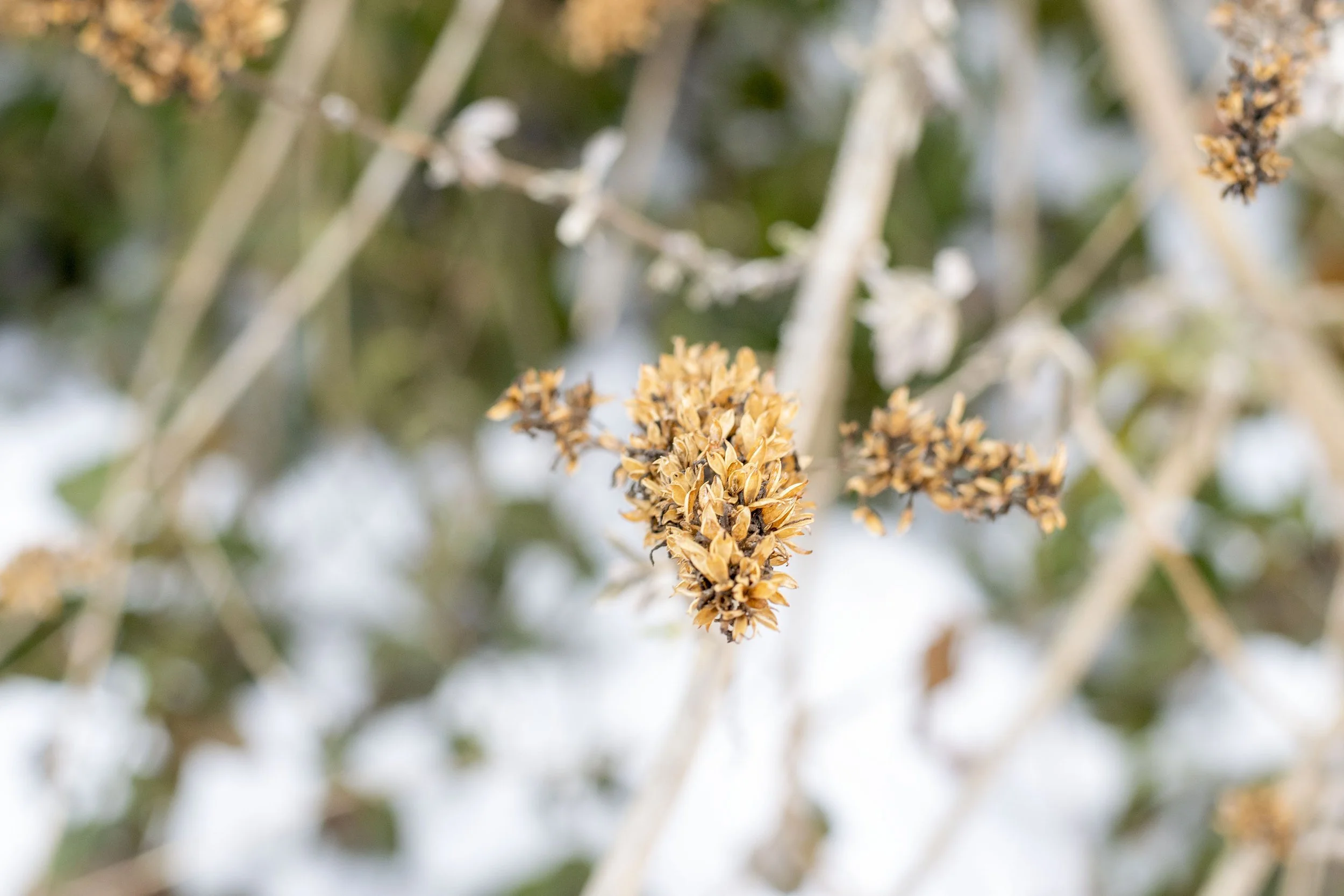 Dried Flower in Snow.
