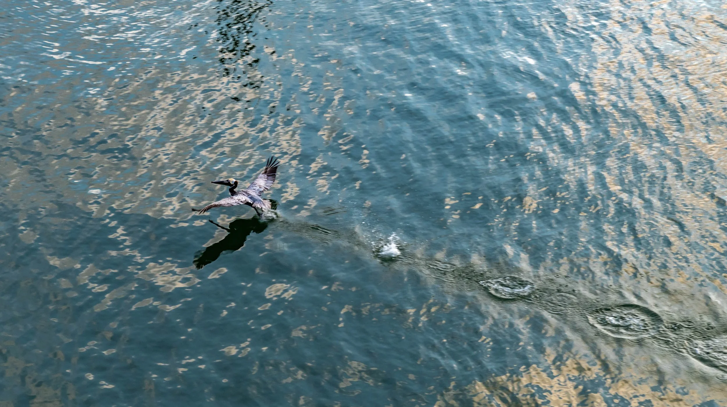 Pelican Creates Ripples on the Intracoastal Waterway.