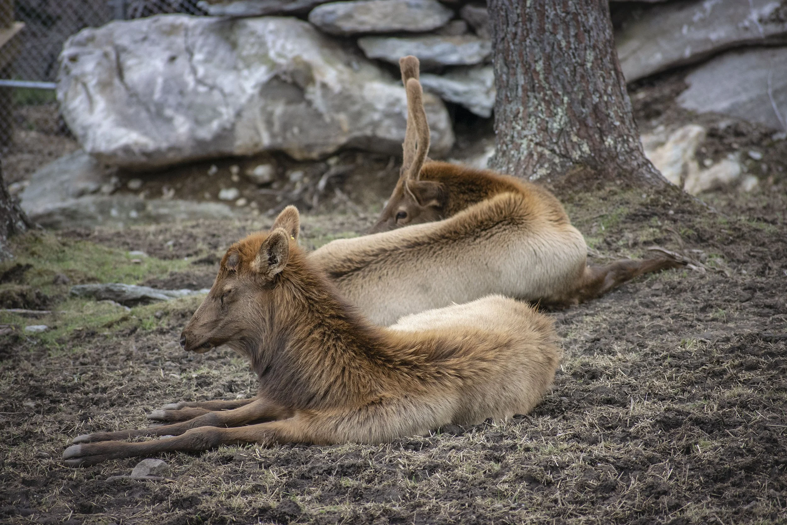 Sitting Elk at the Grandfather Mountain Wildlife Habitat.