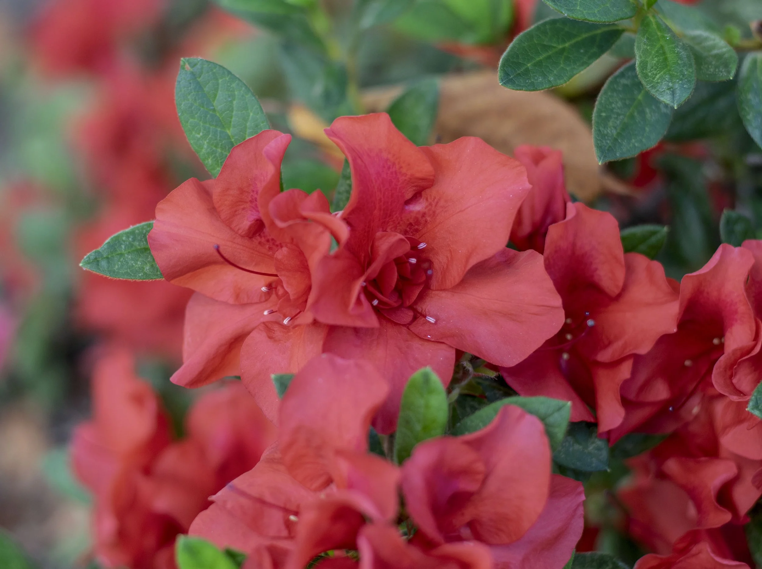 Red Azaleas.