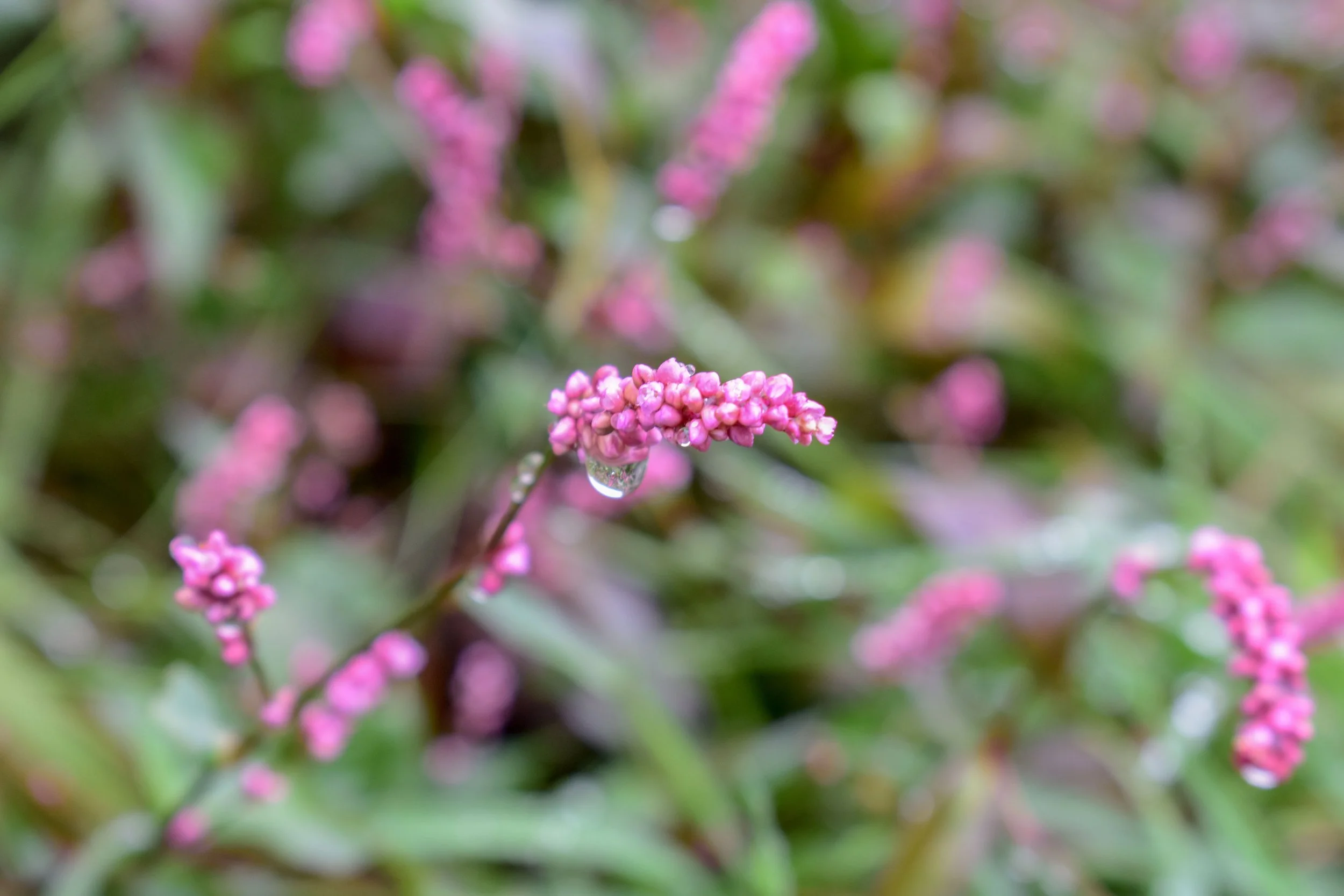 Raindrops on Wildflowers.