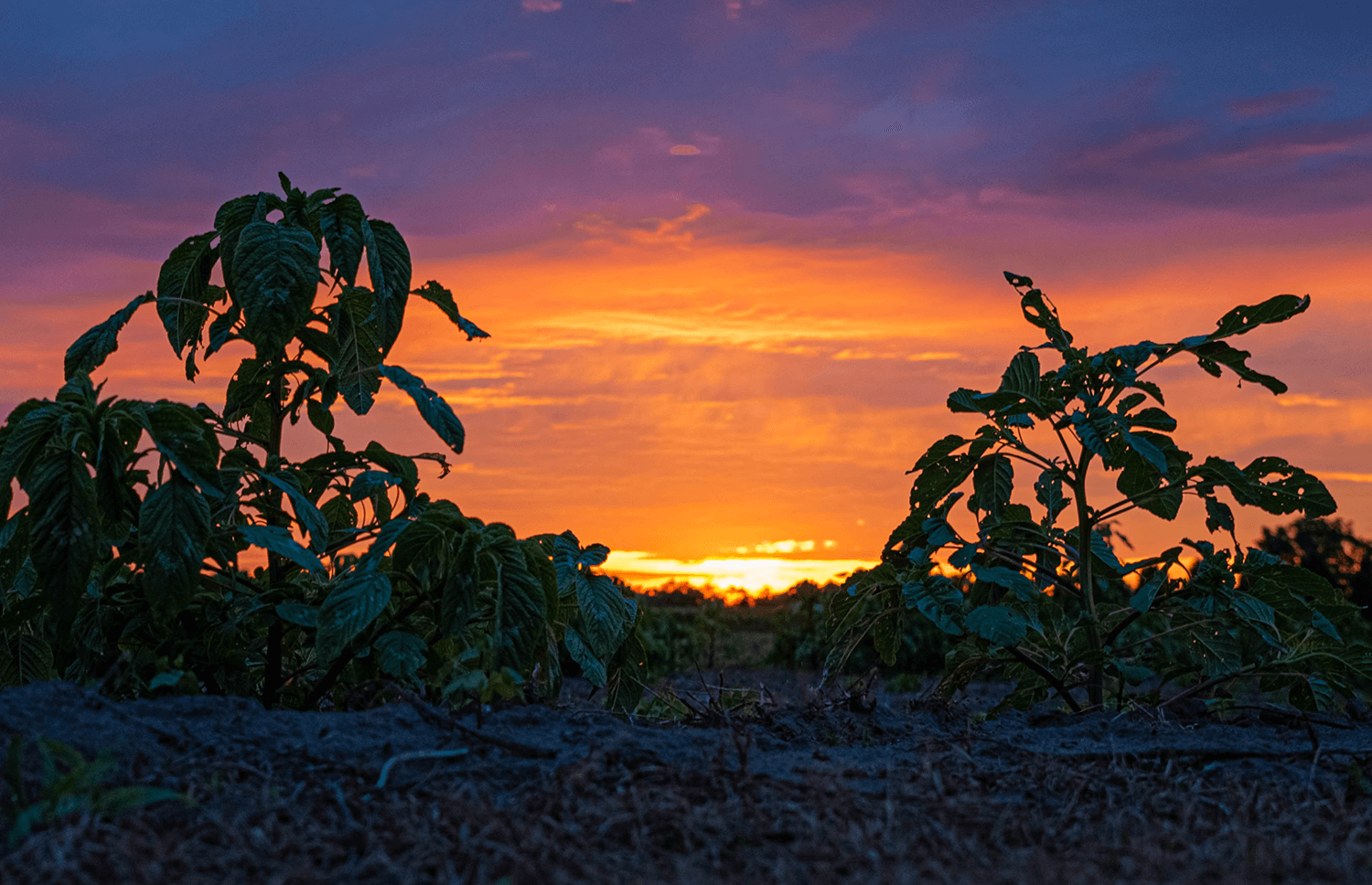 Tobacco rows at sunset near Kinston, N.C.