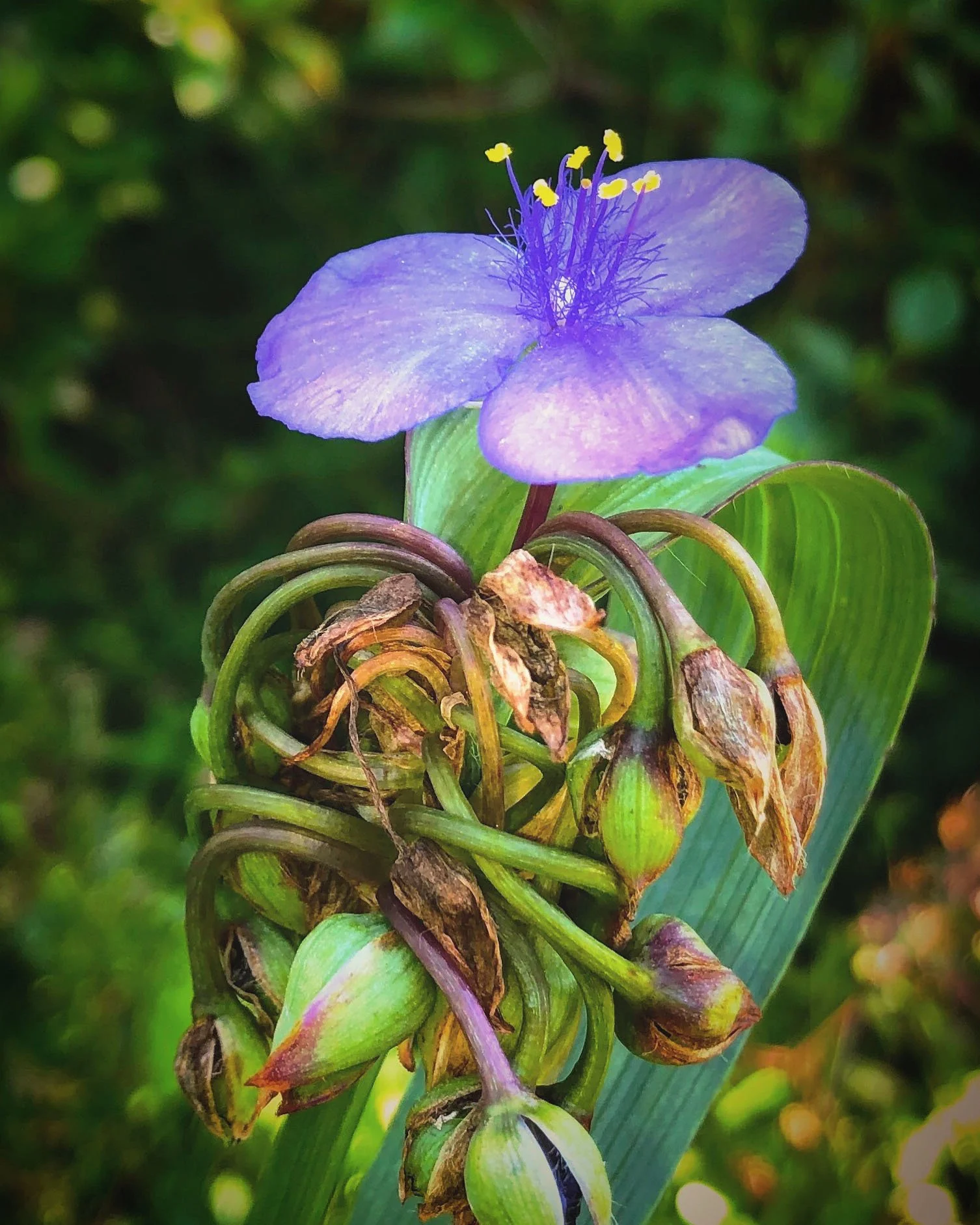 Spiderwort with Withering Blossoms.