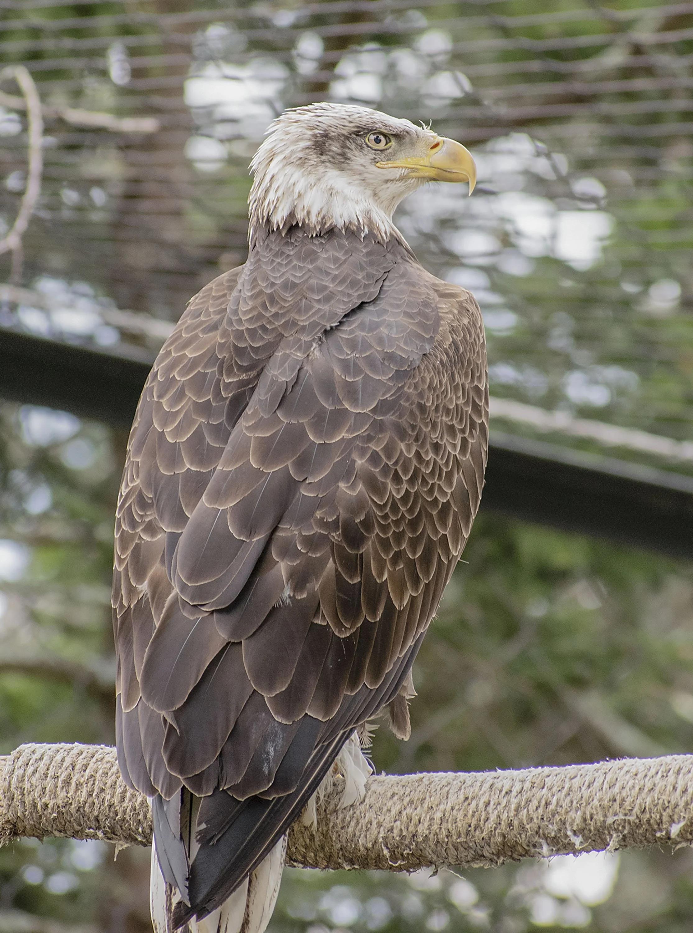 eagle for website.jpg