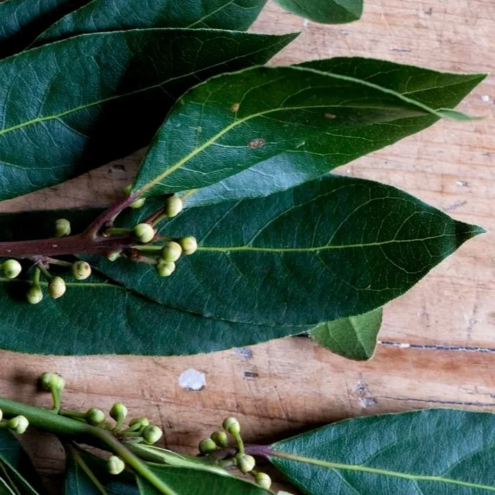 Bay+Leaves.jpg