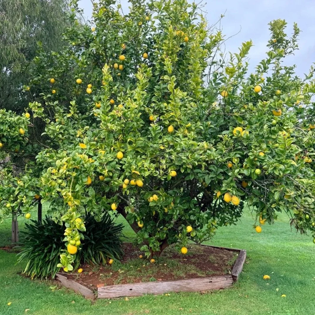 lemons.jpg