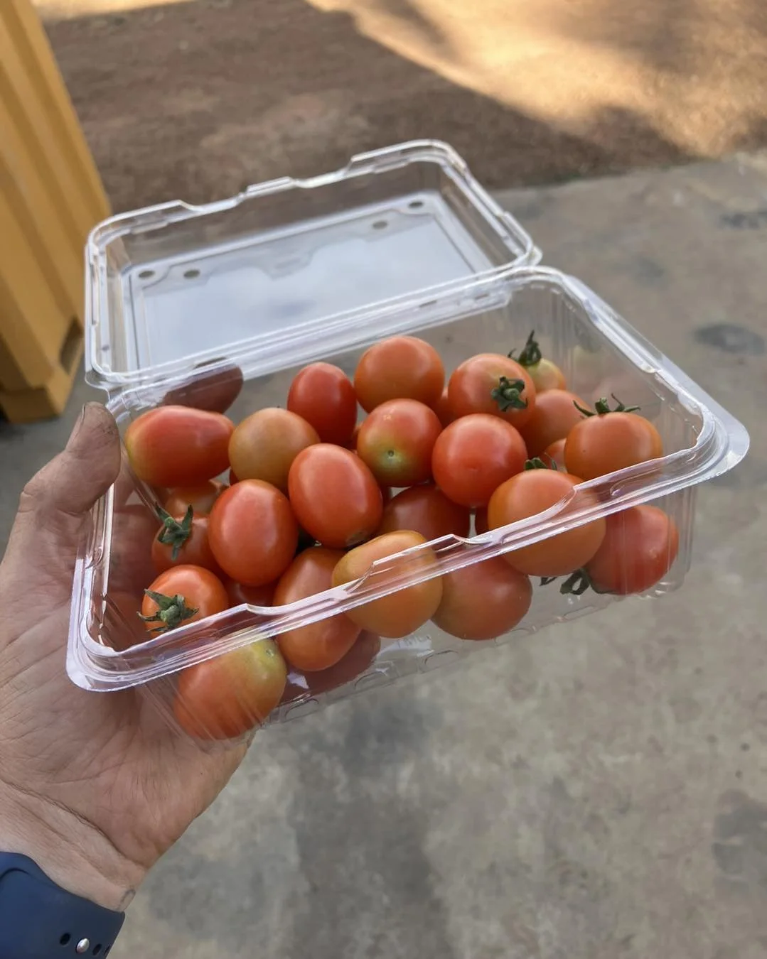 tomato cherry.jpg