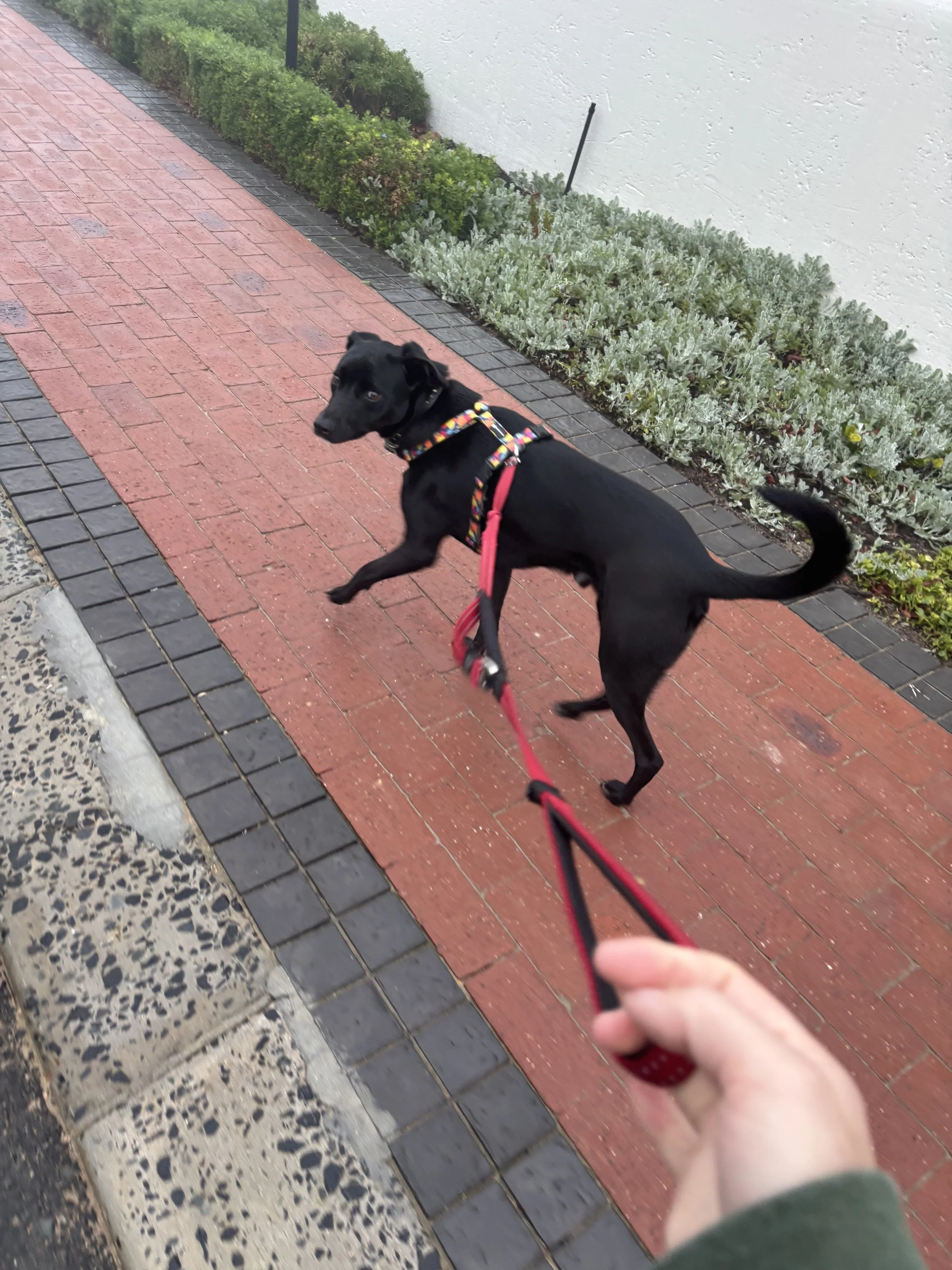 IMG_4472.jpeg