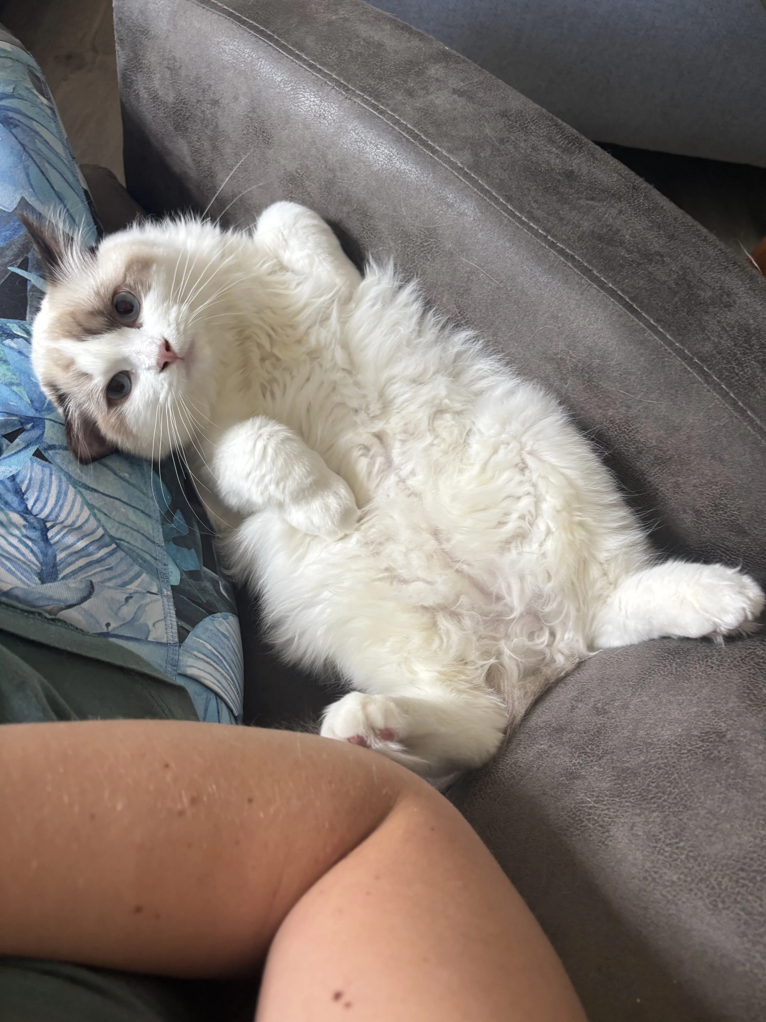 IMG_3522.jpeg