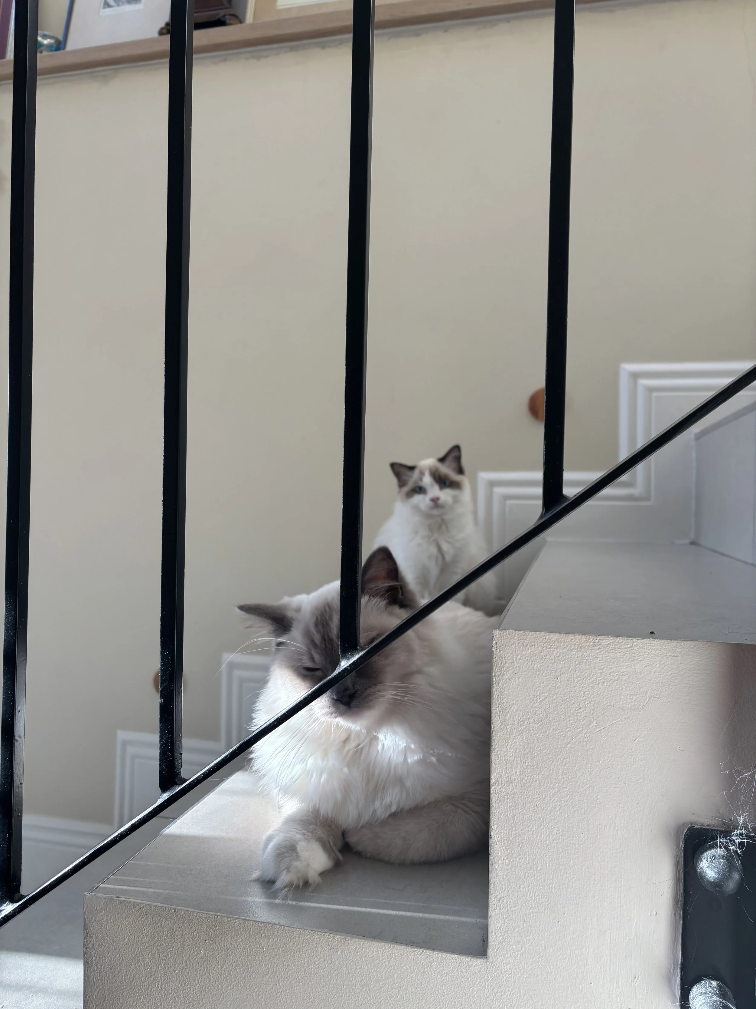 IMG_3496.jpeg