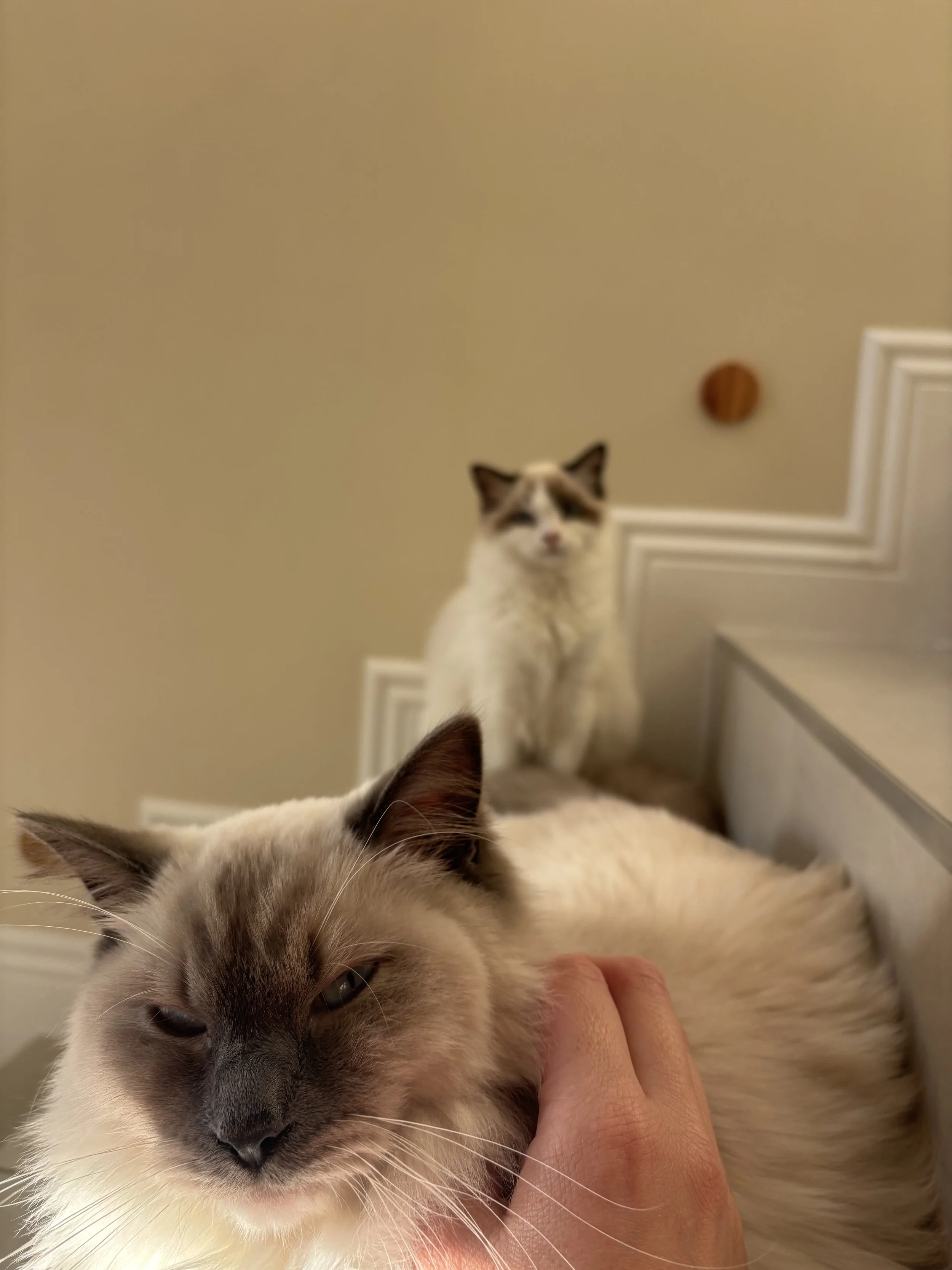 IMG_3499.jpeg