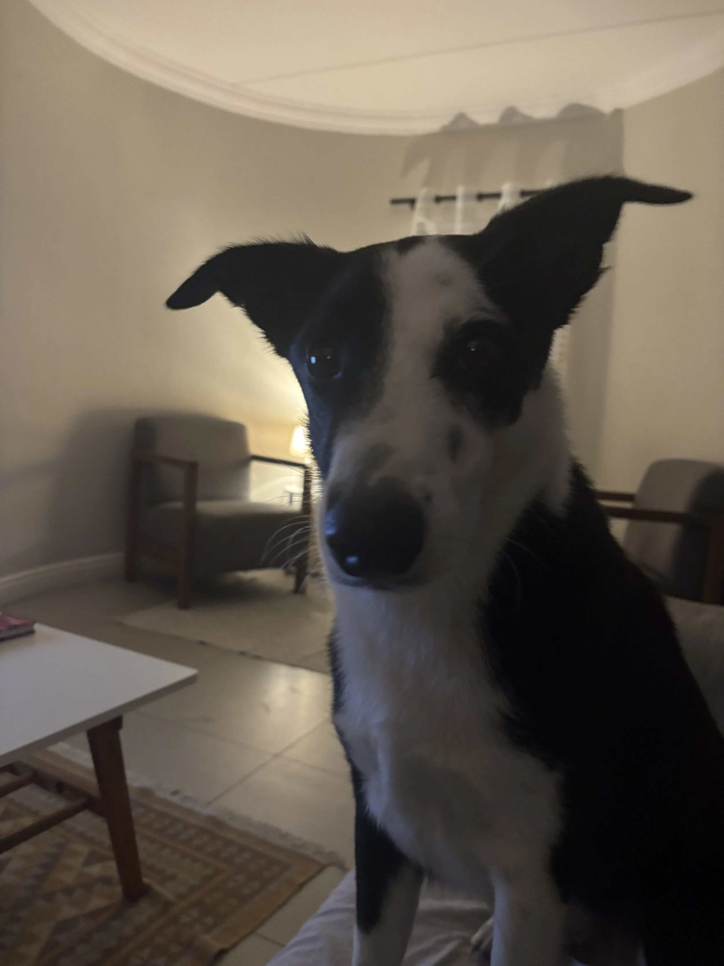 IMG_3553.jpeg