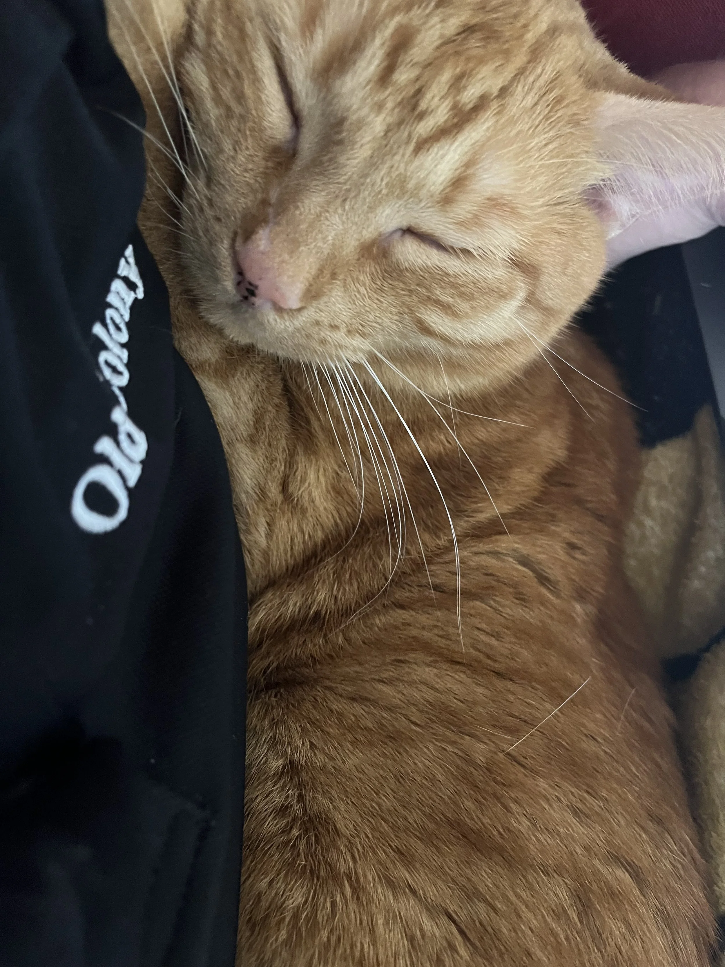 Estate Planning for Pets and Animals