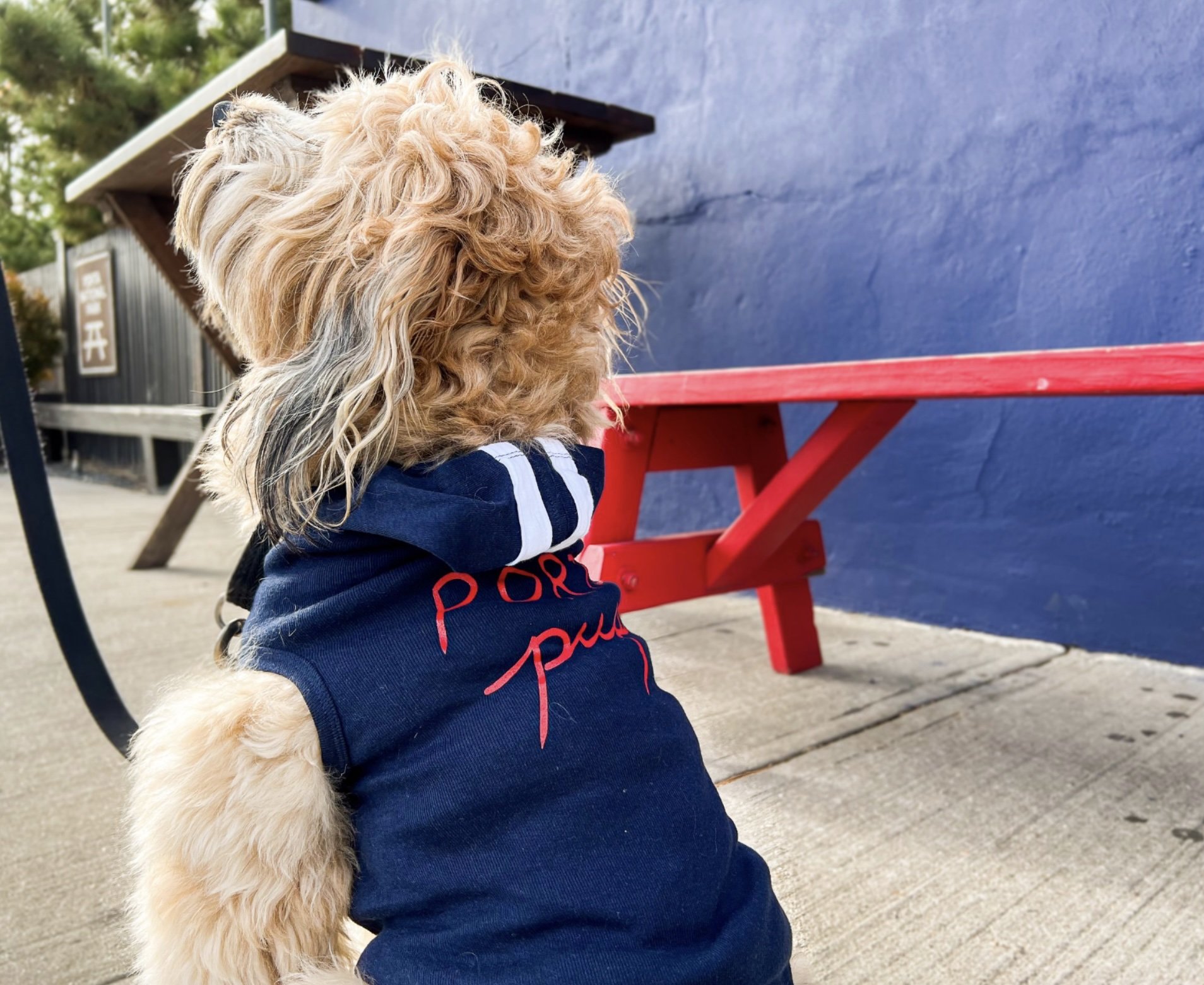 Porta Pup 2.jpg