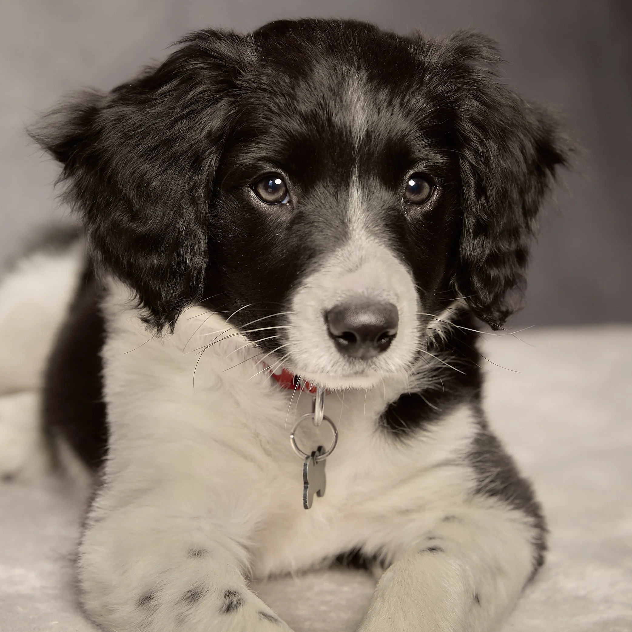 Pet Portraits
