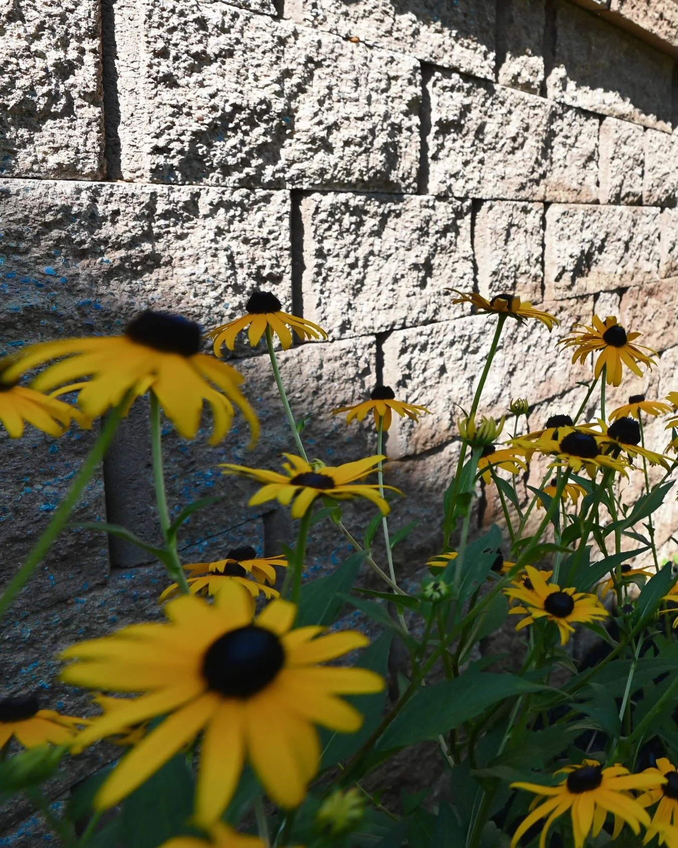 Fresh blooms, natural stone, and an outdoor space to enjoy. Happy Earth Day! 🌼

#oakvalleycustomhardscapes #oakvalley #outdoorliving