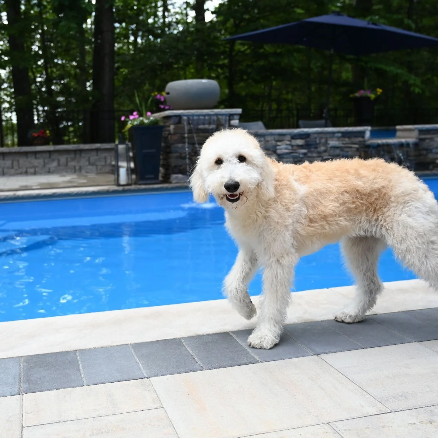 Contact us today to design an outdoor space the whole family will love. 🐾