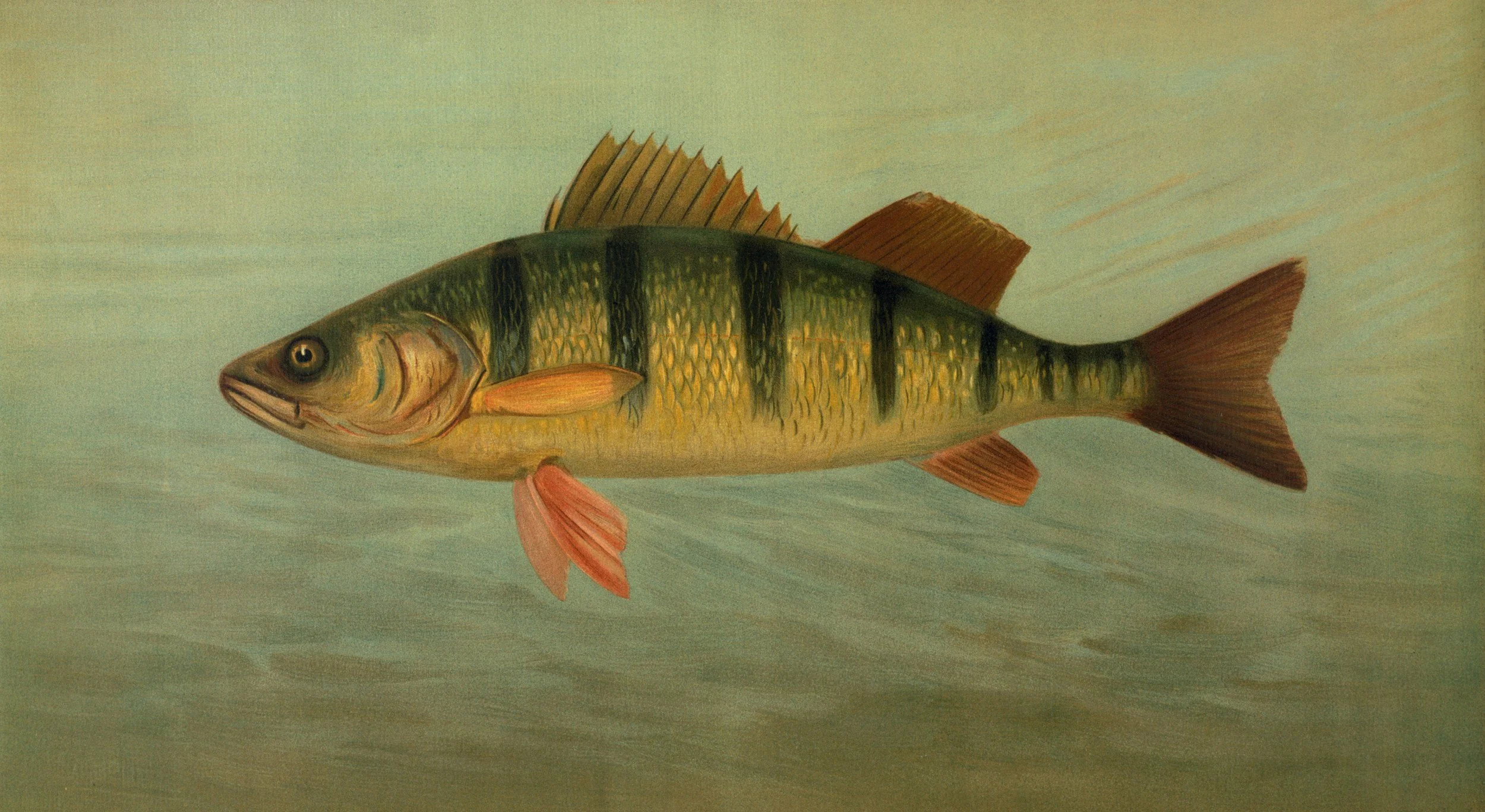 Midweek Lenten Presentation - ODNR