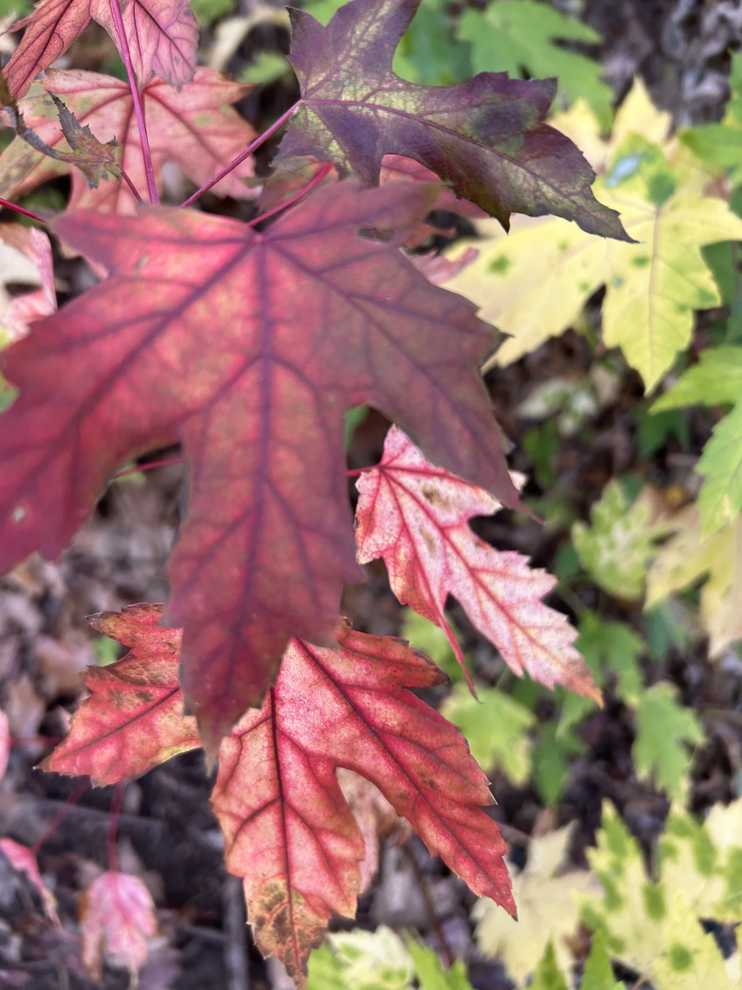 What Herbs Have to Do With Dementia Care (More Than You Might Think)
