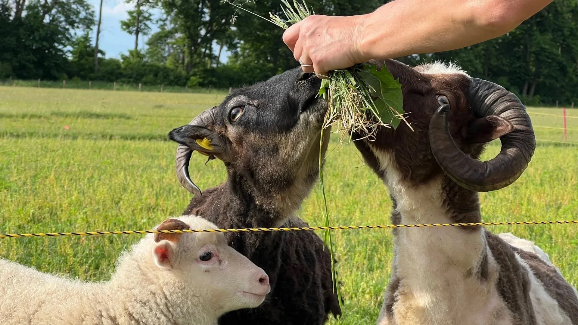 A person feeding a goat and sheep in a green pasture, with trees in the background.