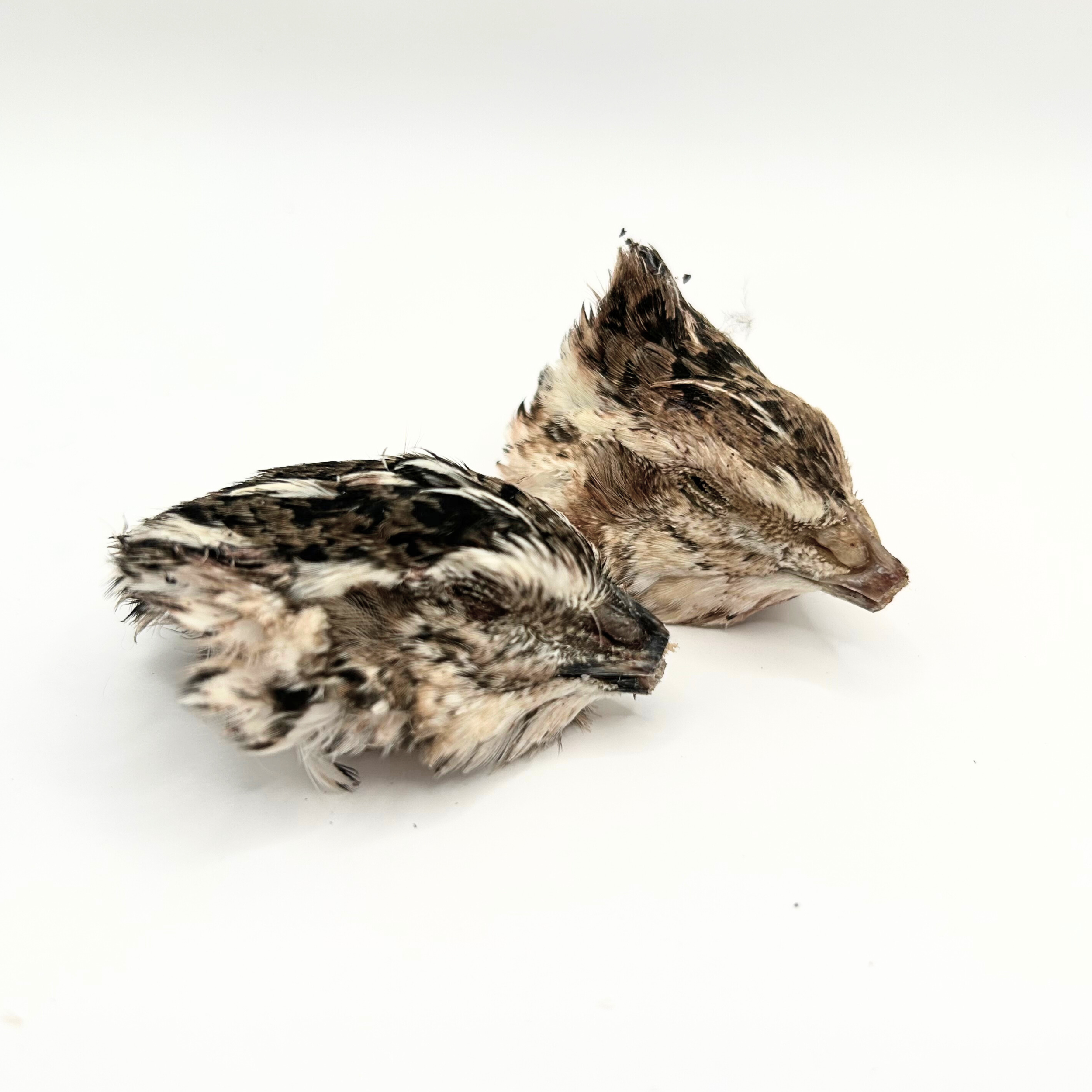 Freeze dried quail head for dogs and cats