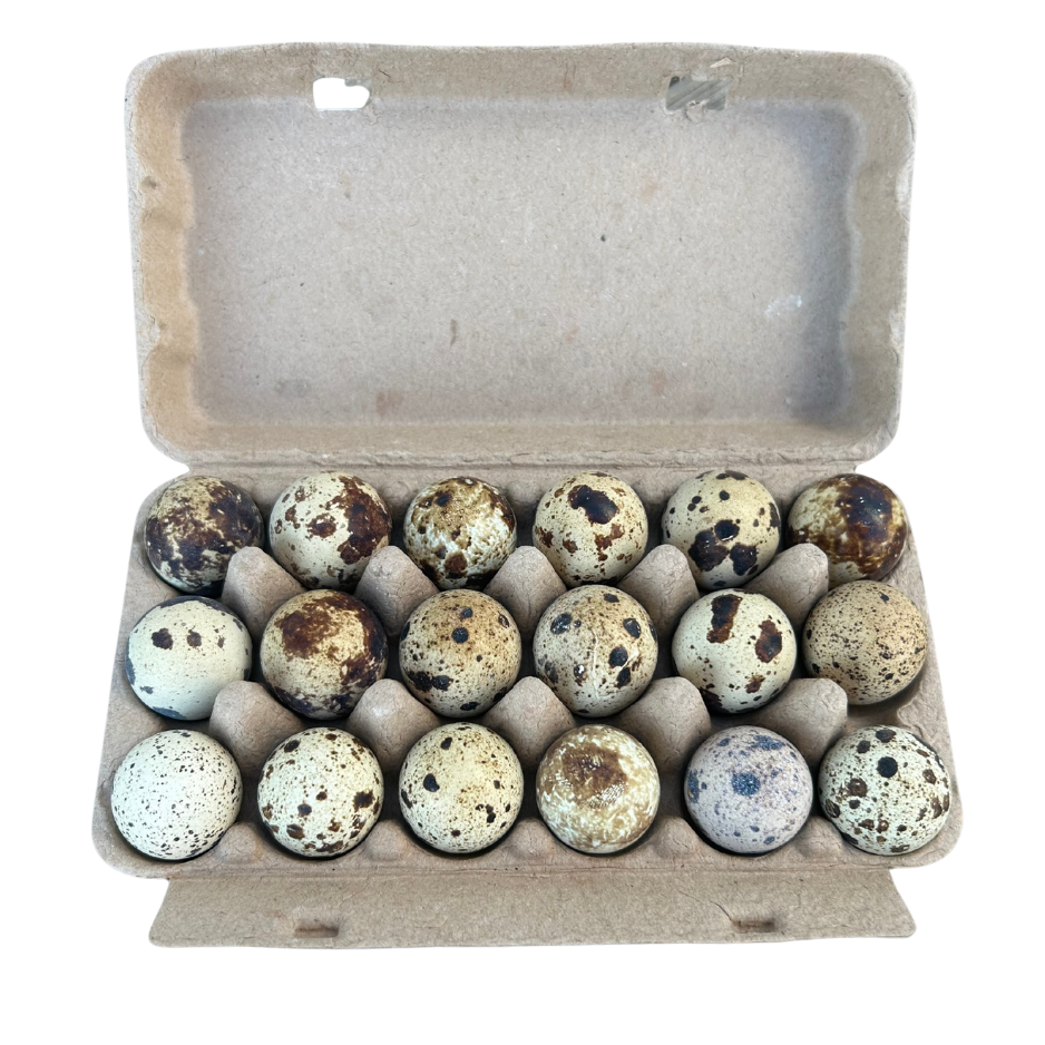 large quail eggs.png