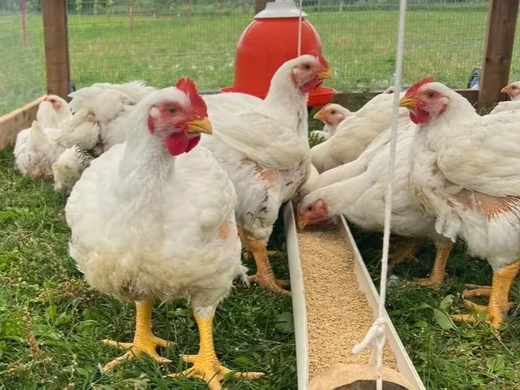 chickens.jpg