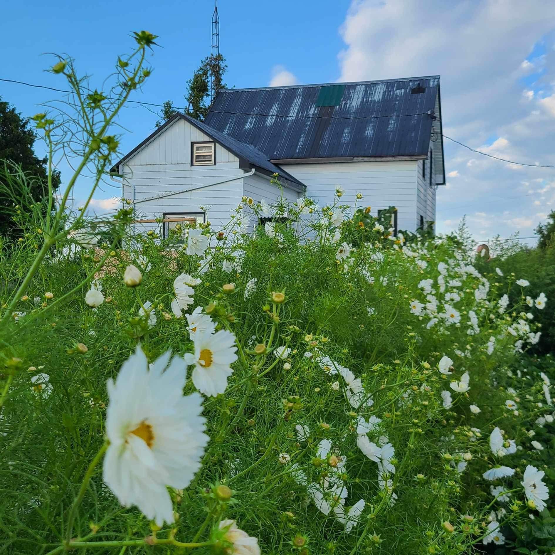 A white house with a rusted metal roof surrounded by lush green plants and white flowers under a partly cloudy sky.