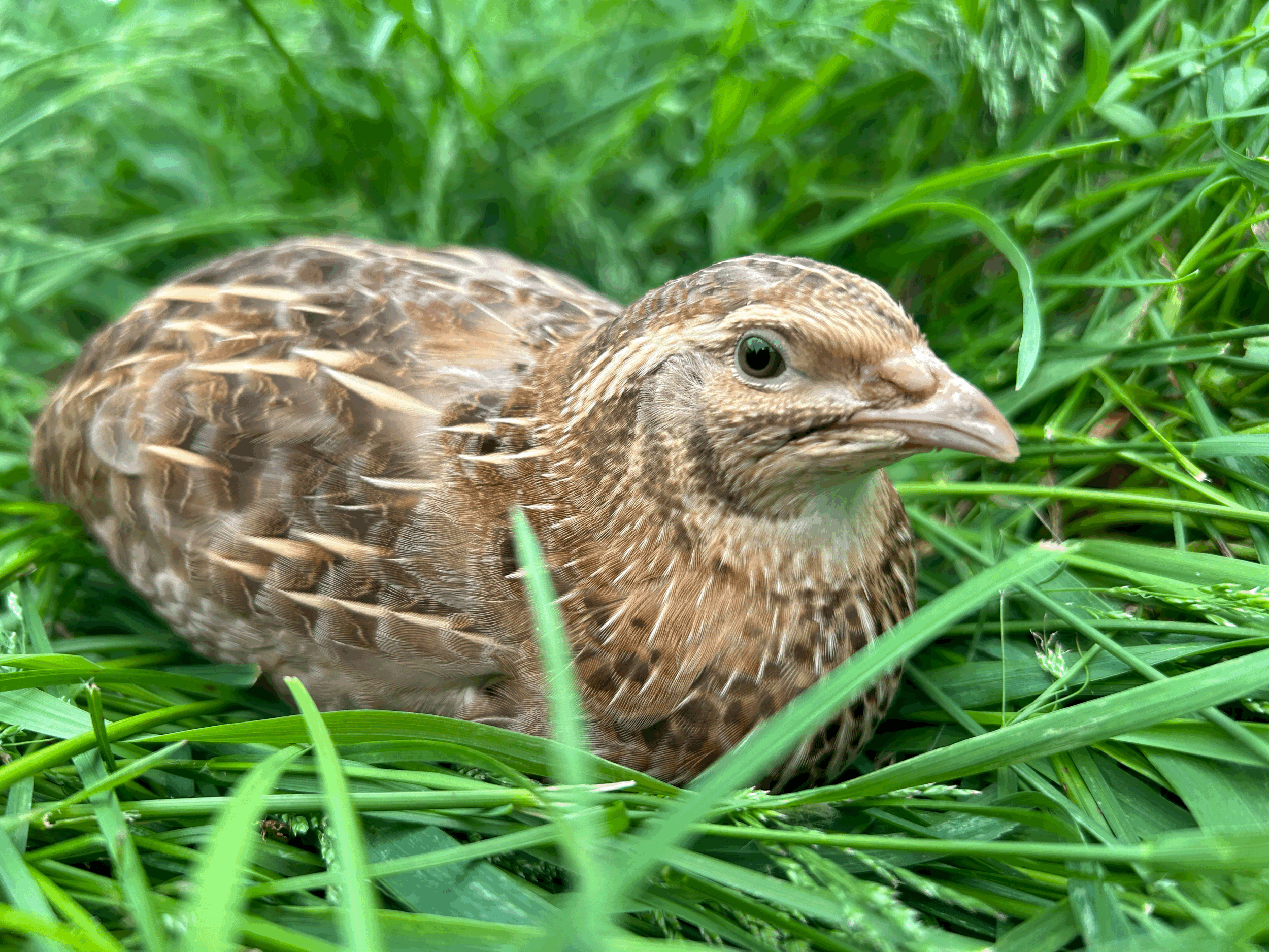 A bird with brown feathering resting in green grass