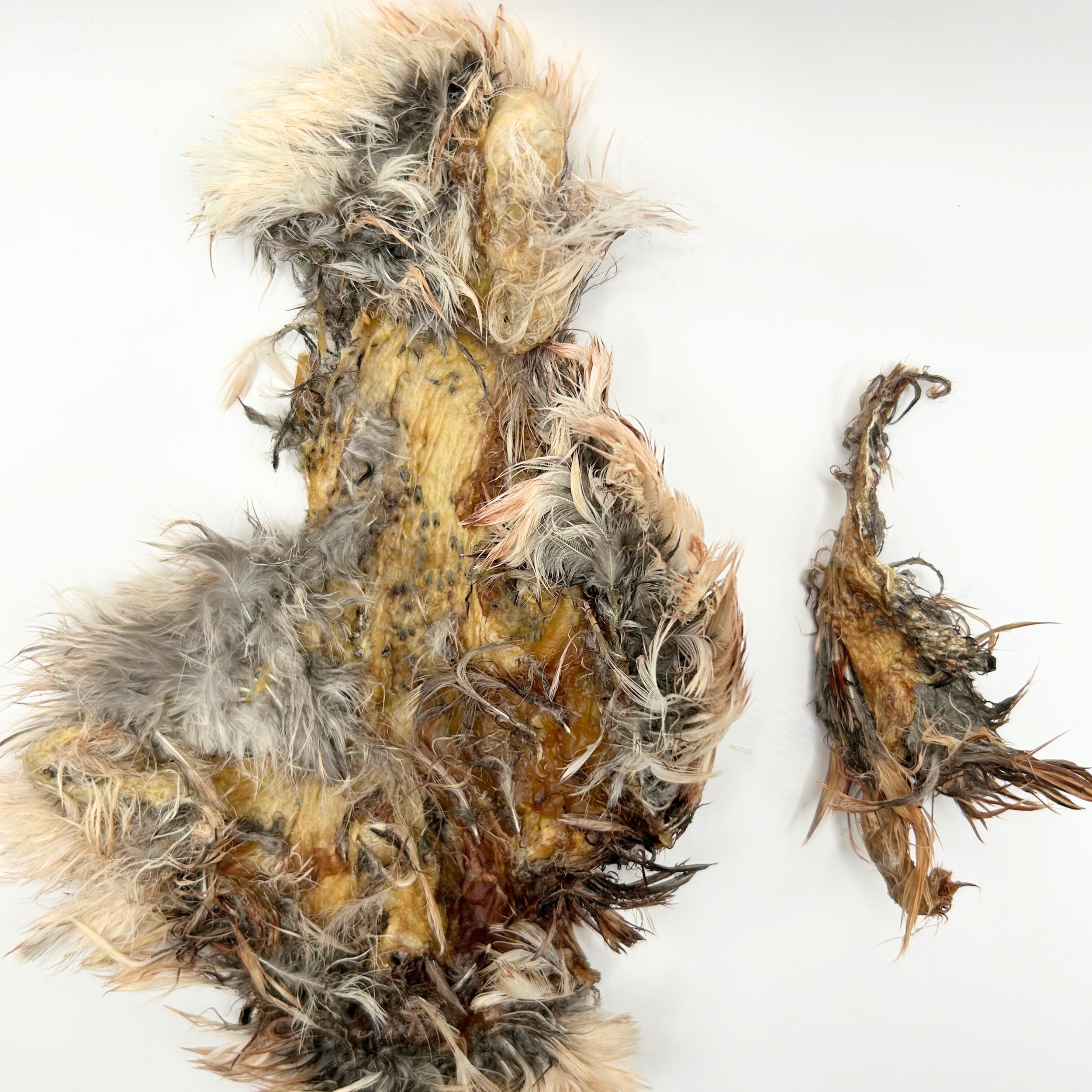 Dehydrated quail pelt with feathers for dogs and cats