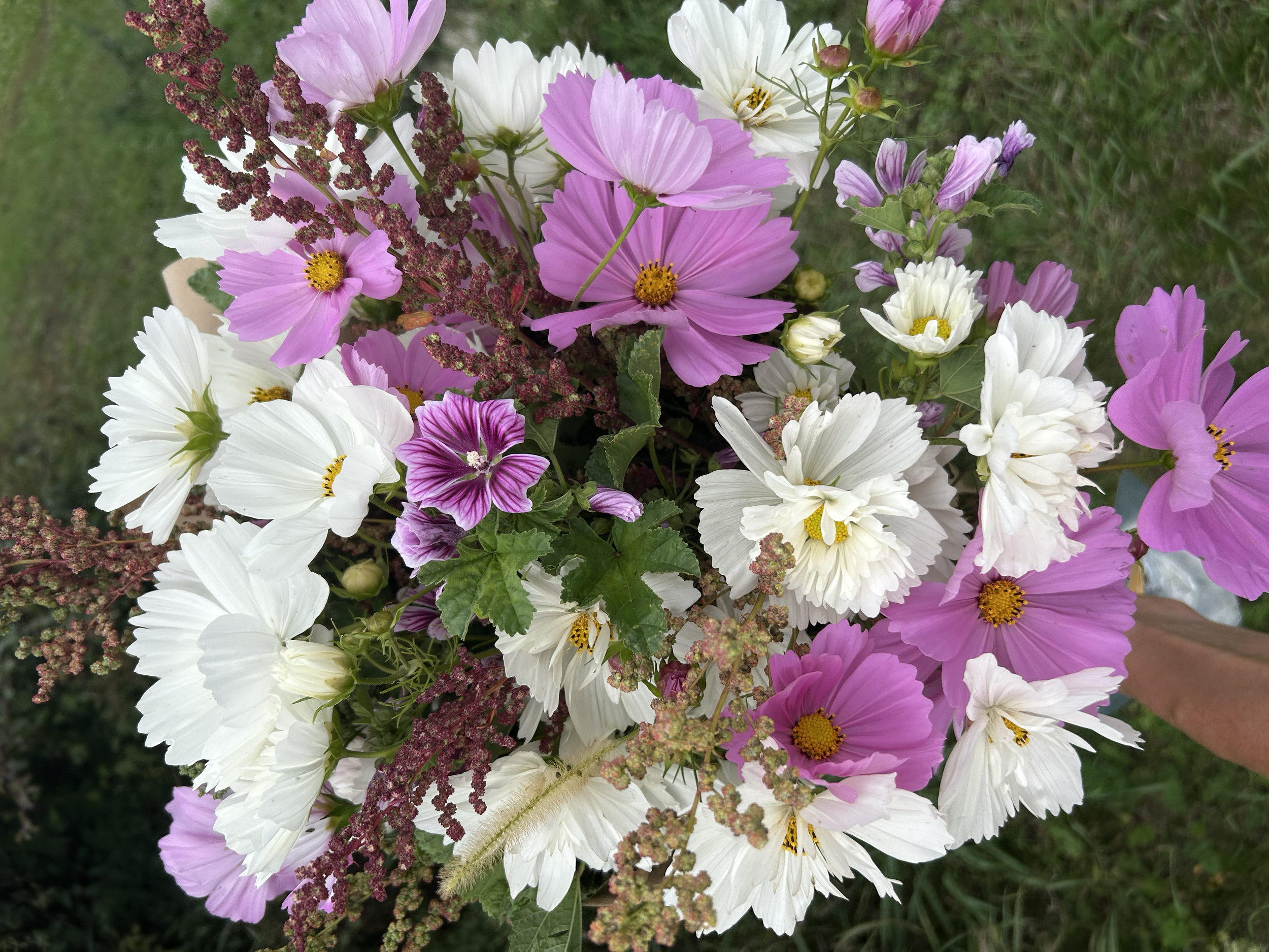 A bouquet of pink, white, and purple flowers with green leaves, held by a person's hand, outdoors on grass.