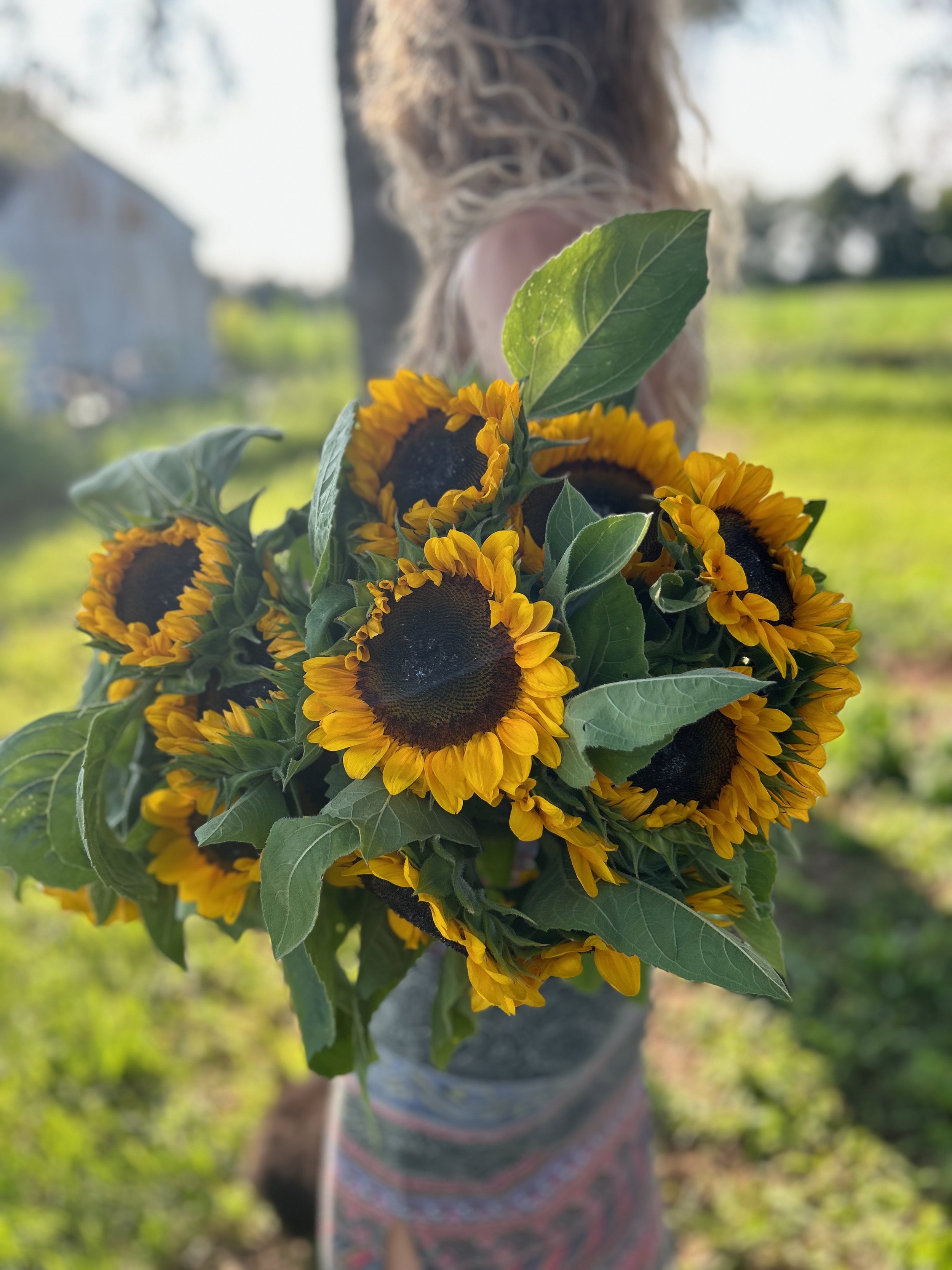 A person holding a bouquet of sunflowers with green leaves, outdoors on a sunny day, with a blurred background of greenery and buildings.