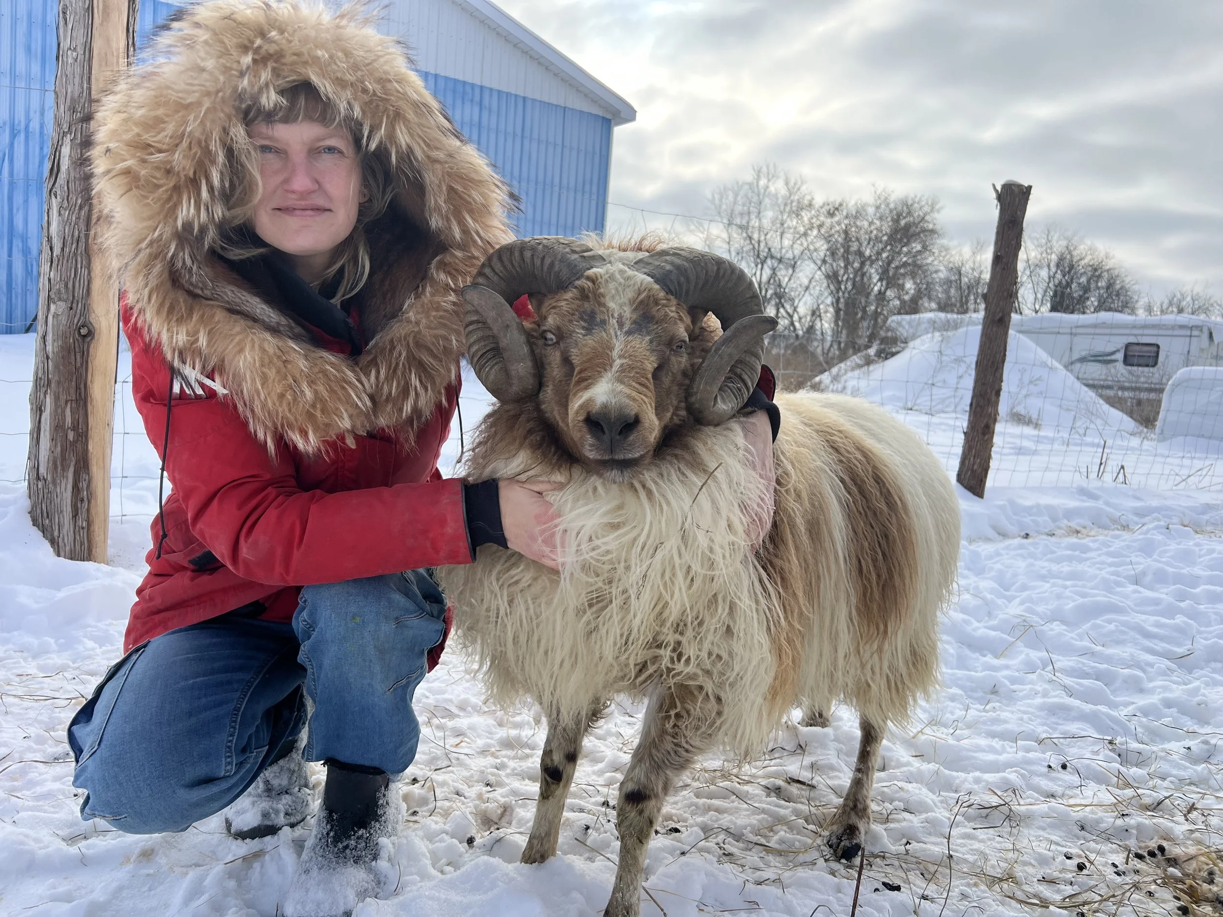 A woman in a red jacket with a fur-lined hood crouches in the snow, holding a large sheep or goat with curved horns. The animal stands next to her, and they are outdoors in a snowy landscape with a blue building and some trees in the background.