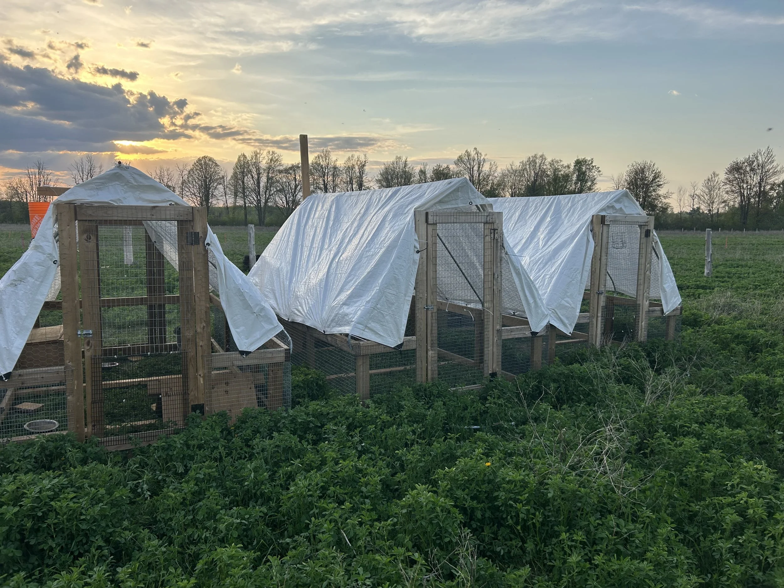 Chicken coops with white tarps covering part of them, situated in a green field during sunset with clouds and trees in the background.