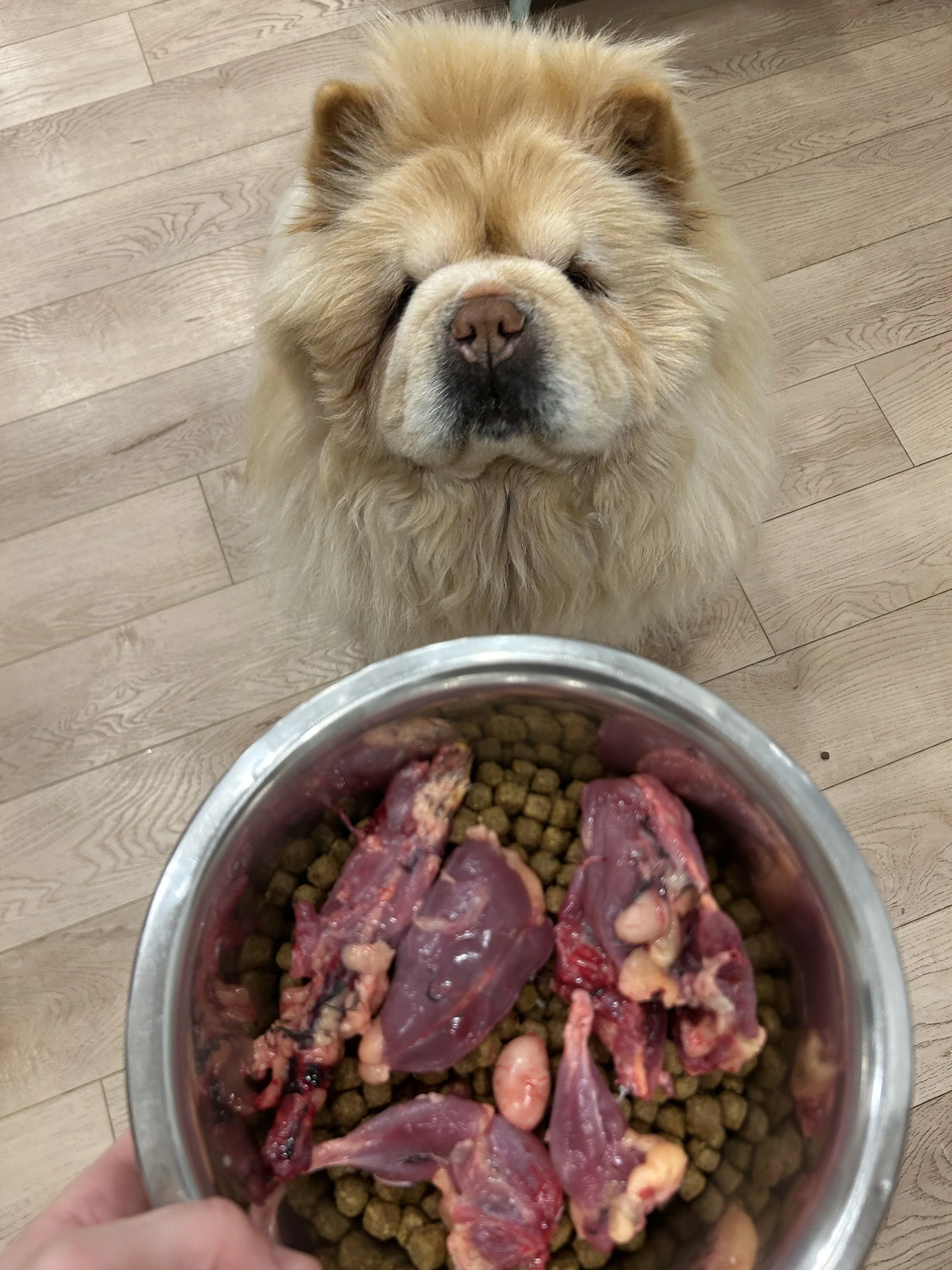 A Chow Chow dog with a fluffy golden coat sitting on a wooden floor, looking at a hand-held bowl of raw meat and dog food pellets.