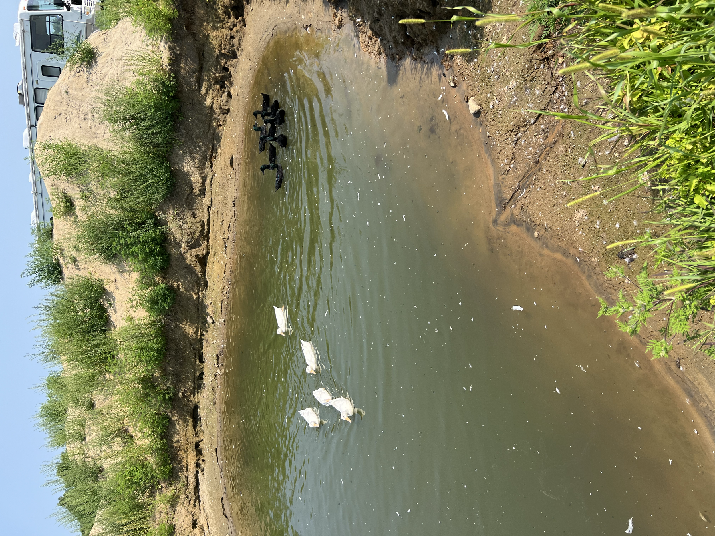 A small pond with greenish water, surrounded by dirt and green bushes. Four white ducks are swimming in the pond, and several black ducks are on the muddy bank. In the background, there are some vehicles parked on a dirt hill.