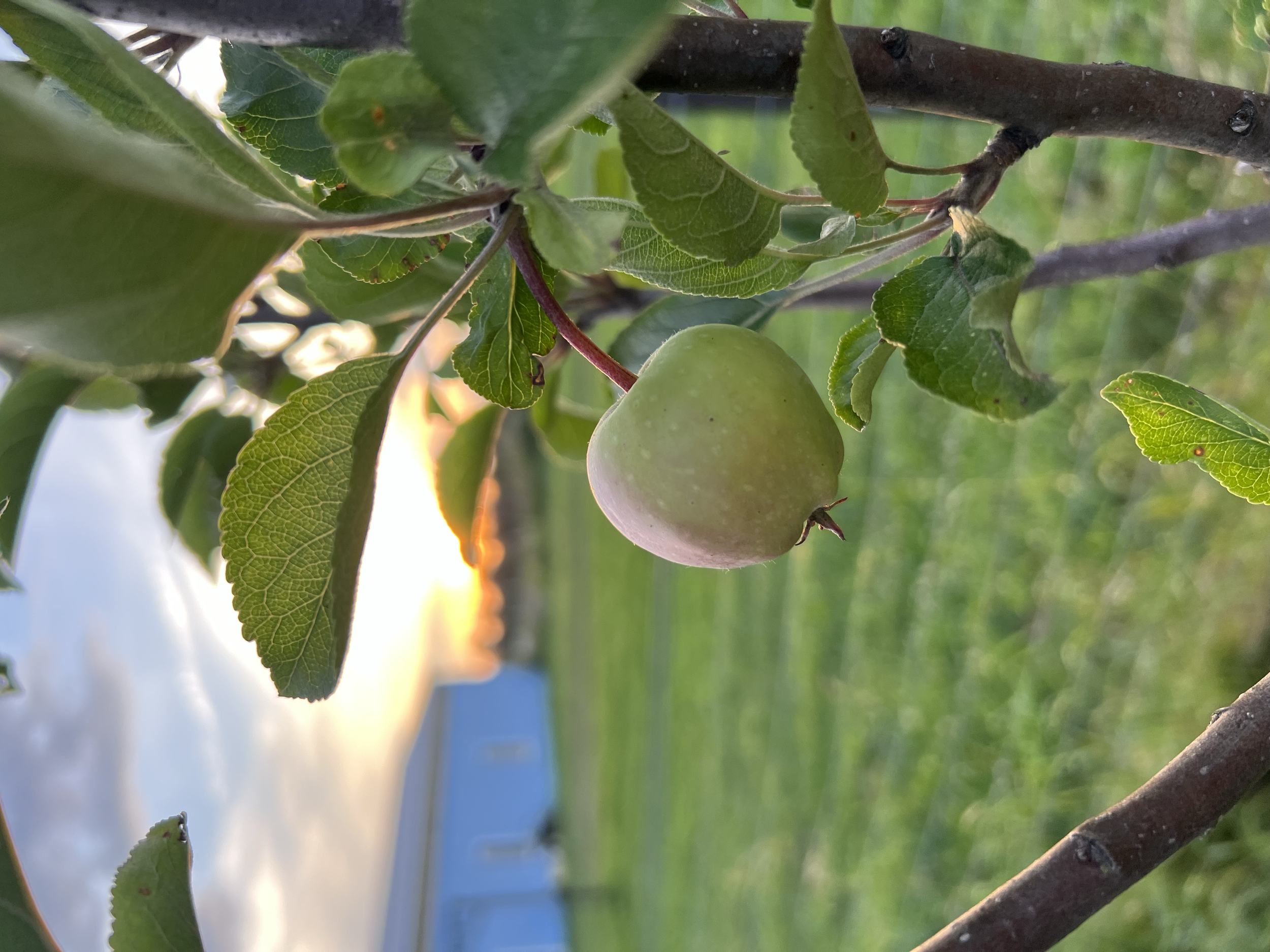 Close-up of a small green apple growing on a tree, surrounded by green leaves with sunlight in the background.