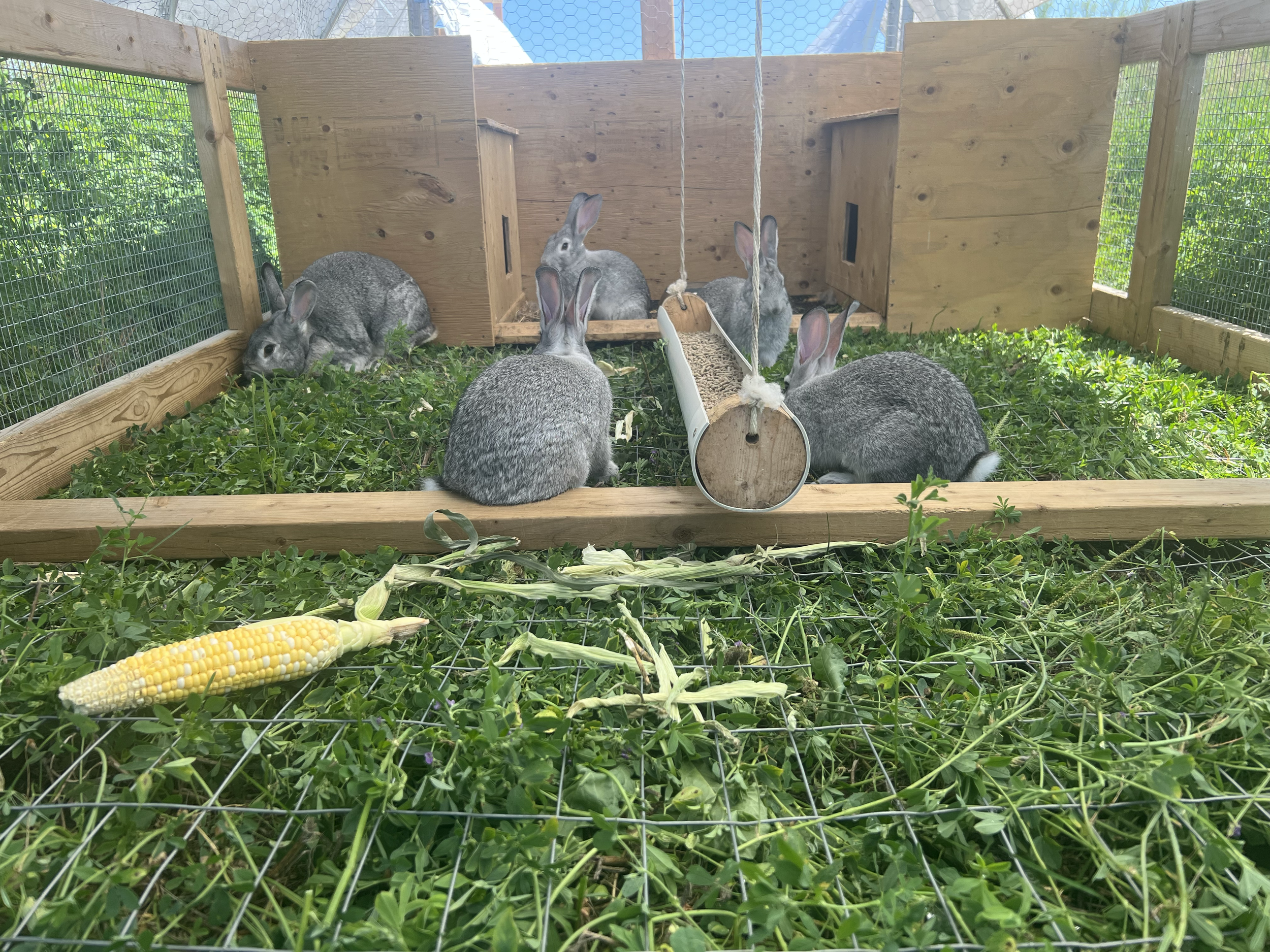 Six rabbits inside a wooden cage with greenery on the floor, a corn cob in the foreground, and a wooden hay feeder hanging from the ceiling. Some rabbits are eating, others are resting, and one is near the hay feeder.