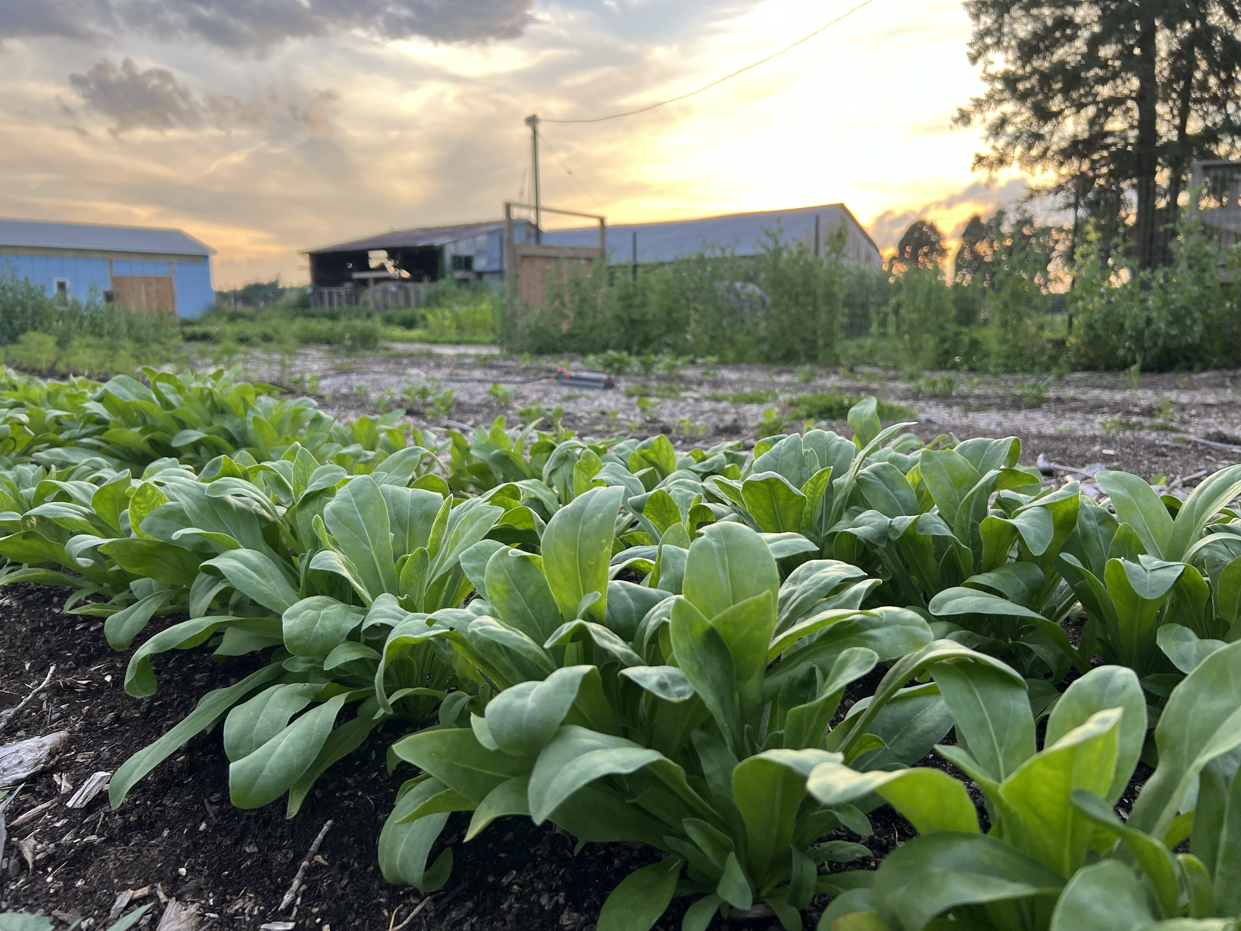 Green leafy plants growing in a garden during sunset with farm buildings and trees in the background.