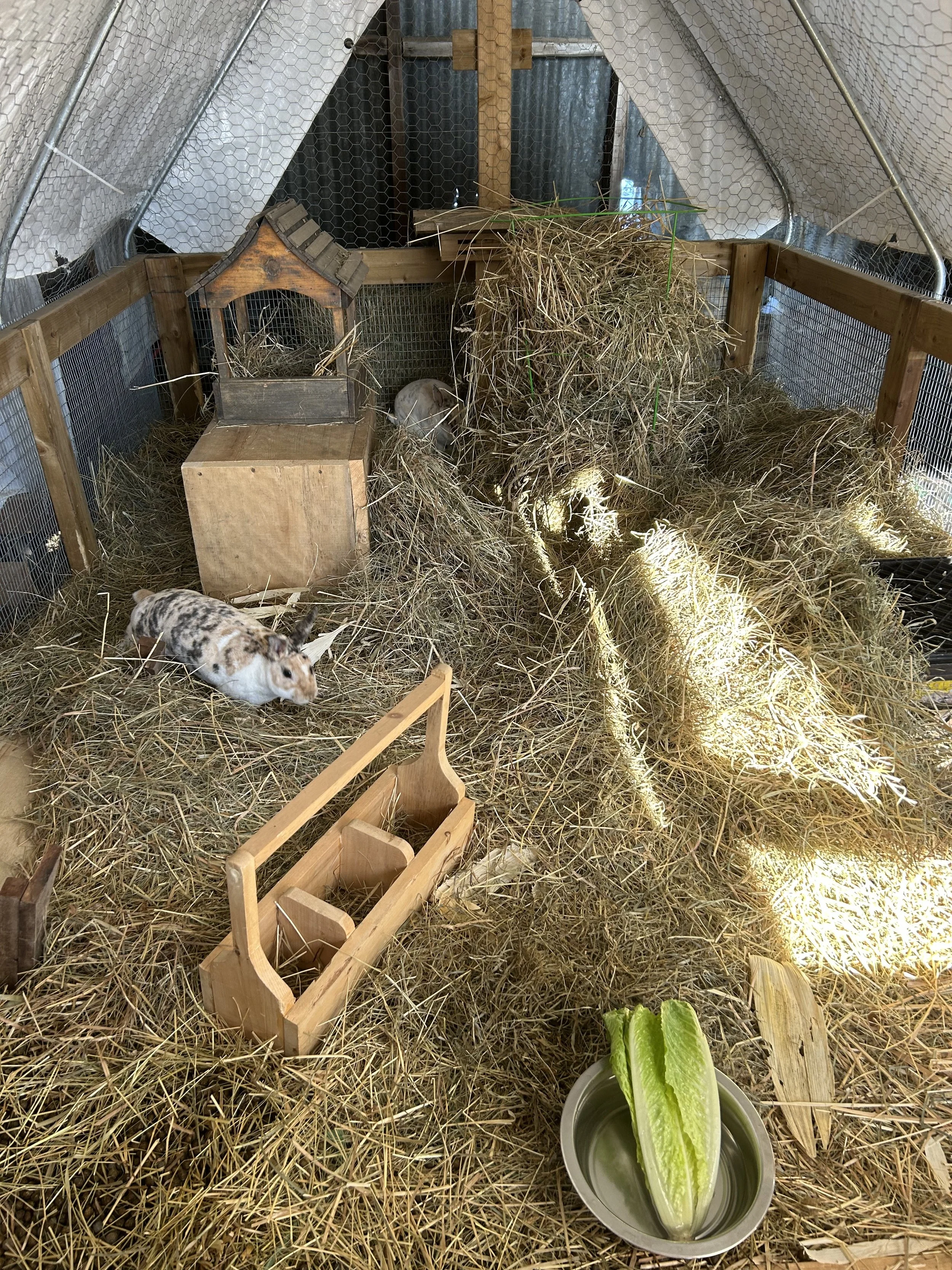 A rabbit hutch with rabbits and hay, including a rabbit, feeding bowl with lettuce, and wooden structures inside.