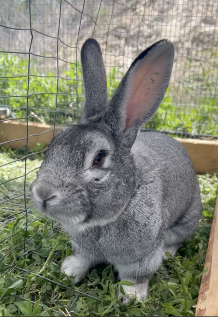 A gray rabbit with large ears inside a wire enclosure on green grass with plants in the background.