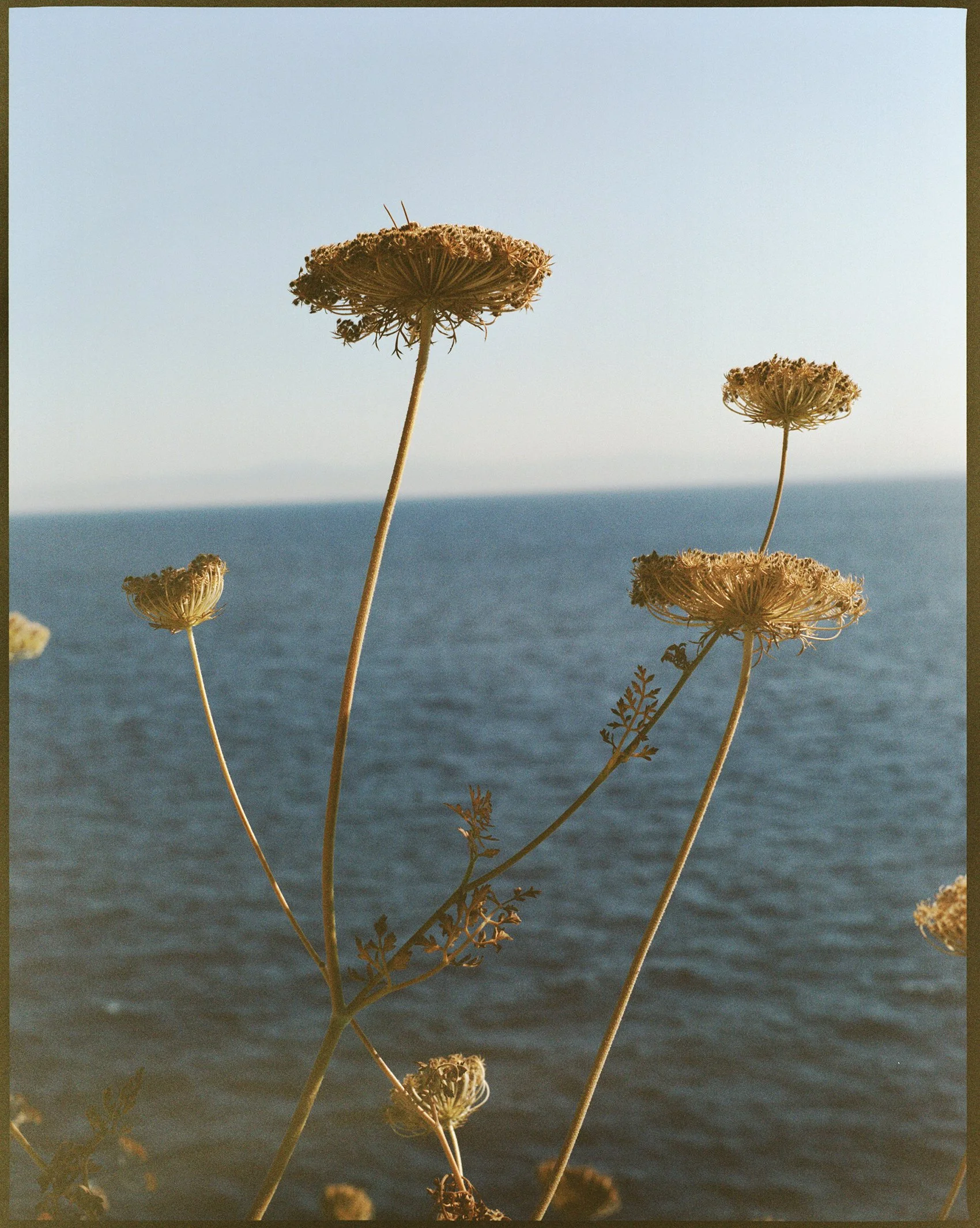 Ischia